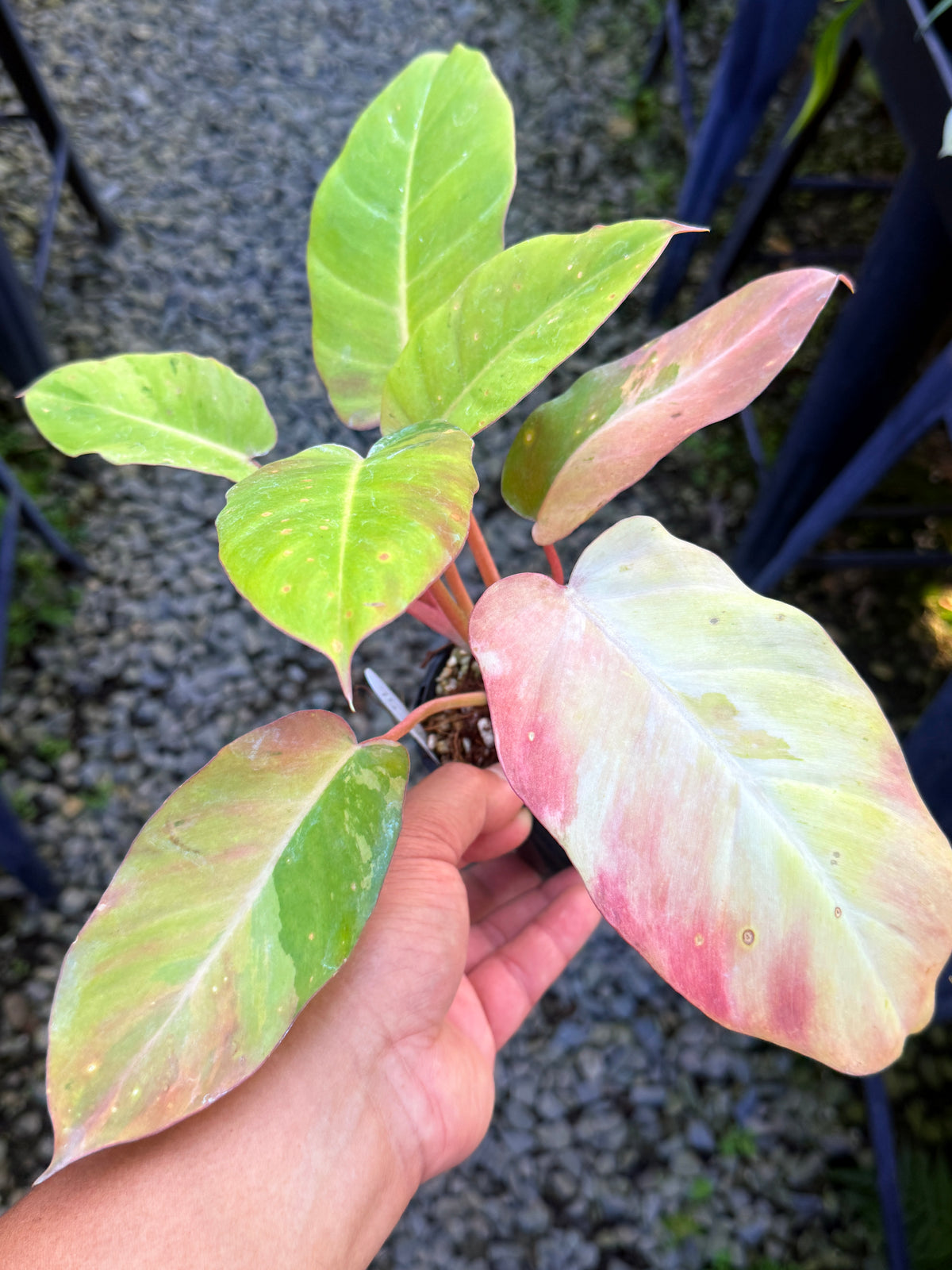 Philodendron 'Snow Drift' M26