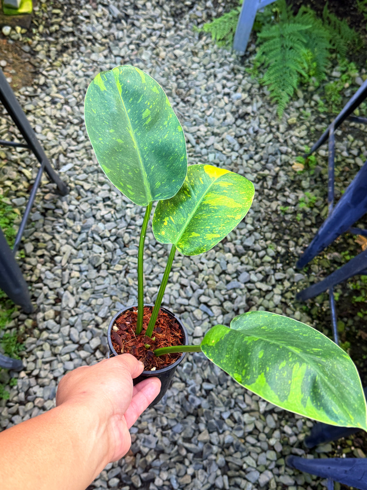 Philodendron Green Congo Nuclear S74