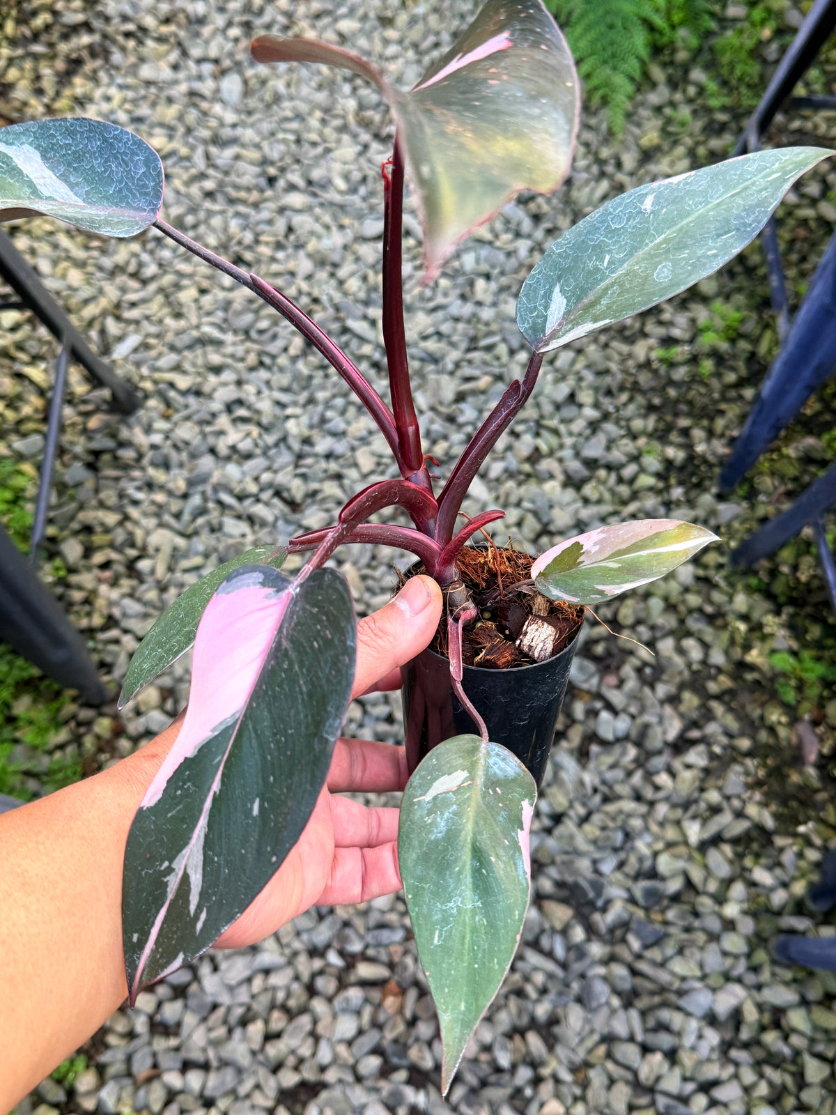 Philodendron 'Pink Princess Marble' aka Pink Princess Galaxy S43