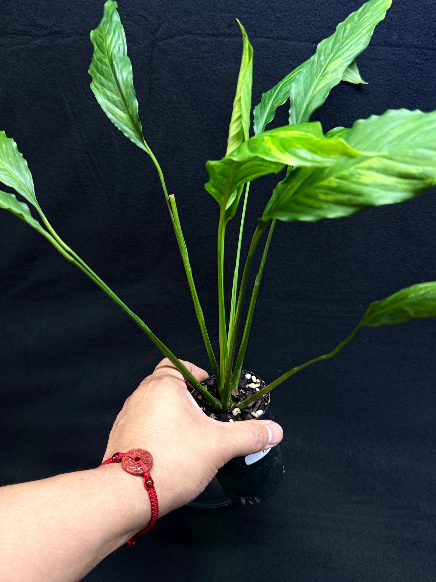 Spathiphyllum Picasso 'Aurea' Yellow Variegation G53