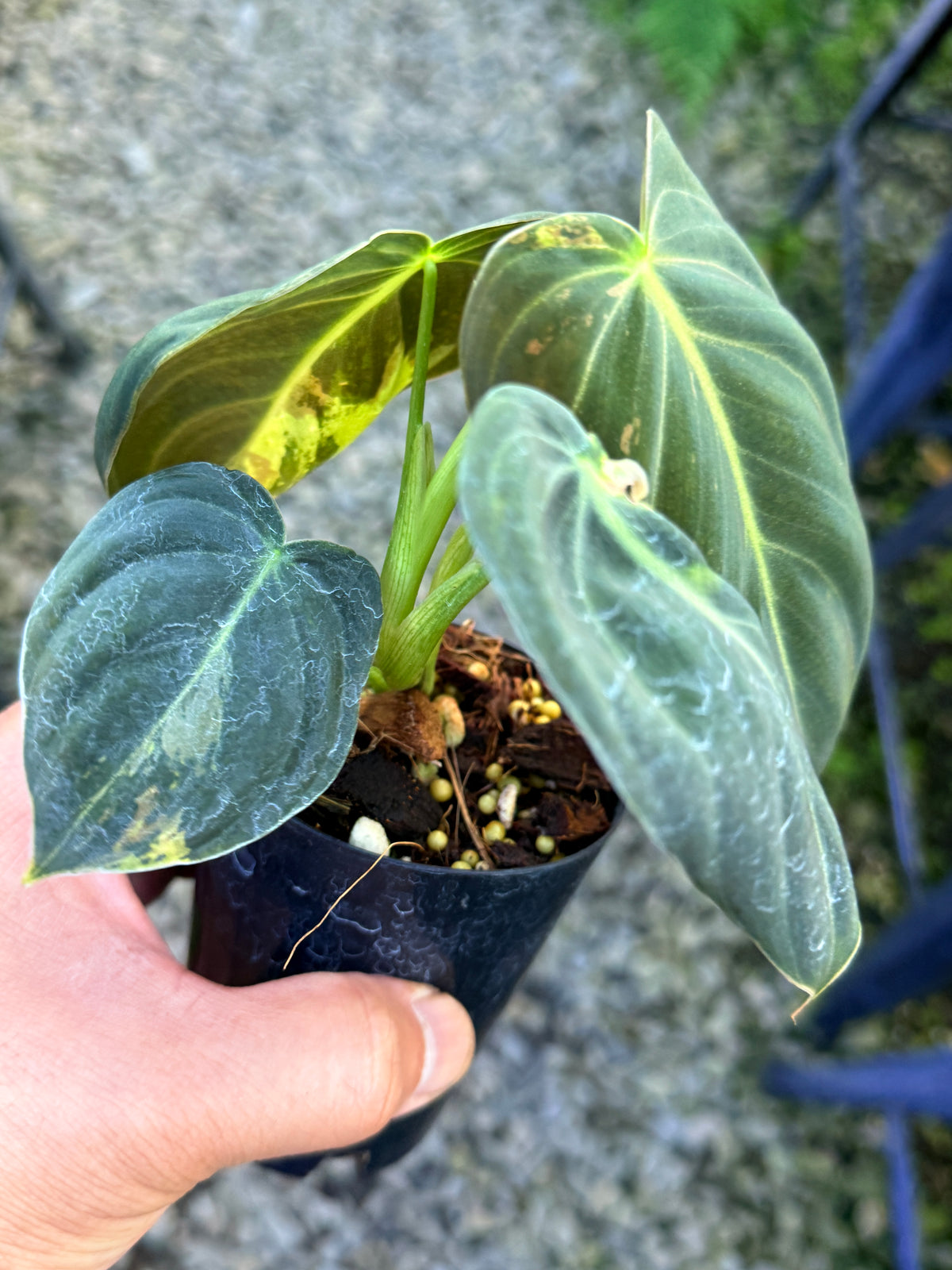Philodendron melanochrysum 'Variegata S78