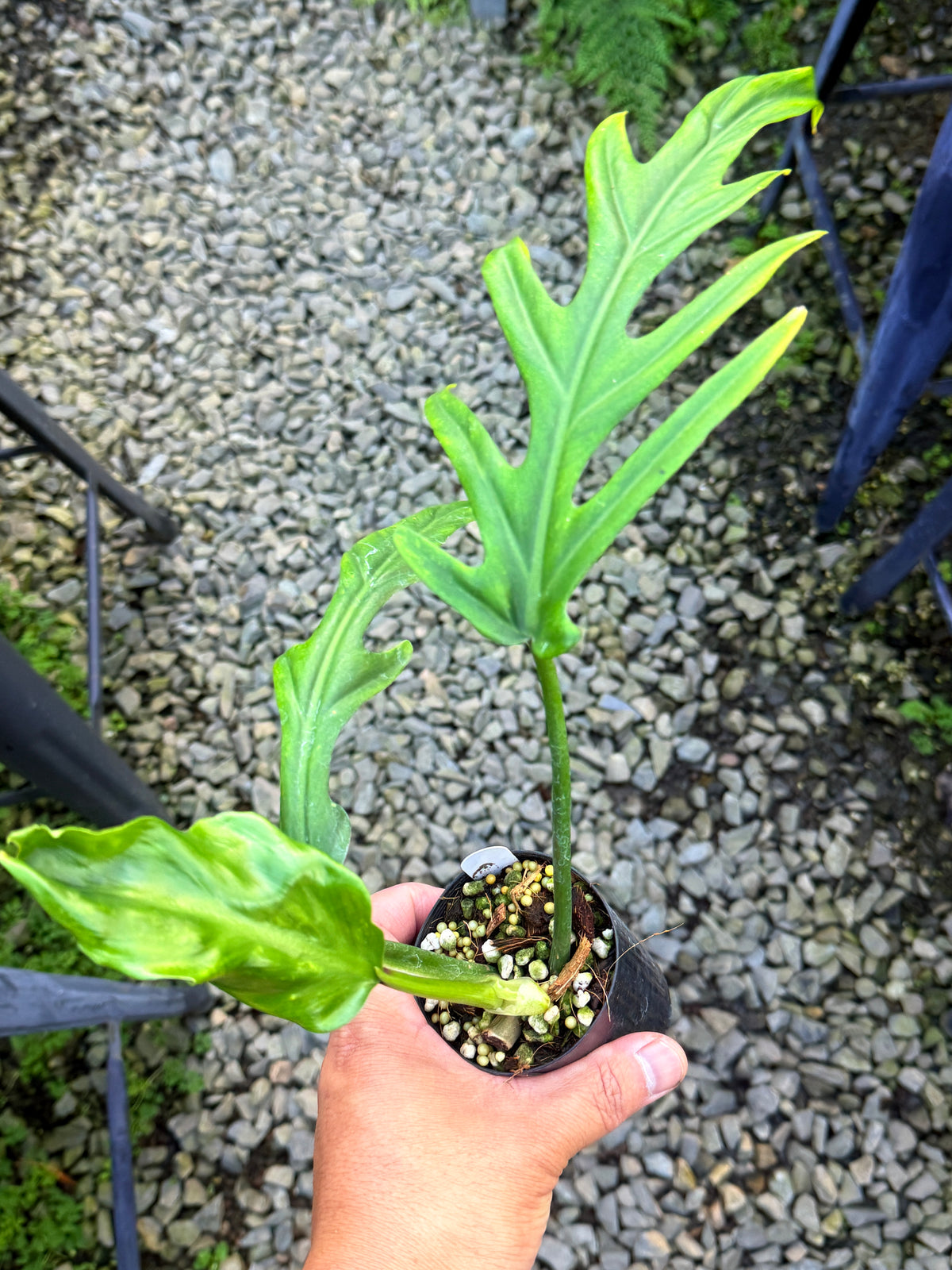 Philodendron 'Elegans' S84