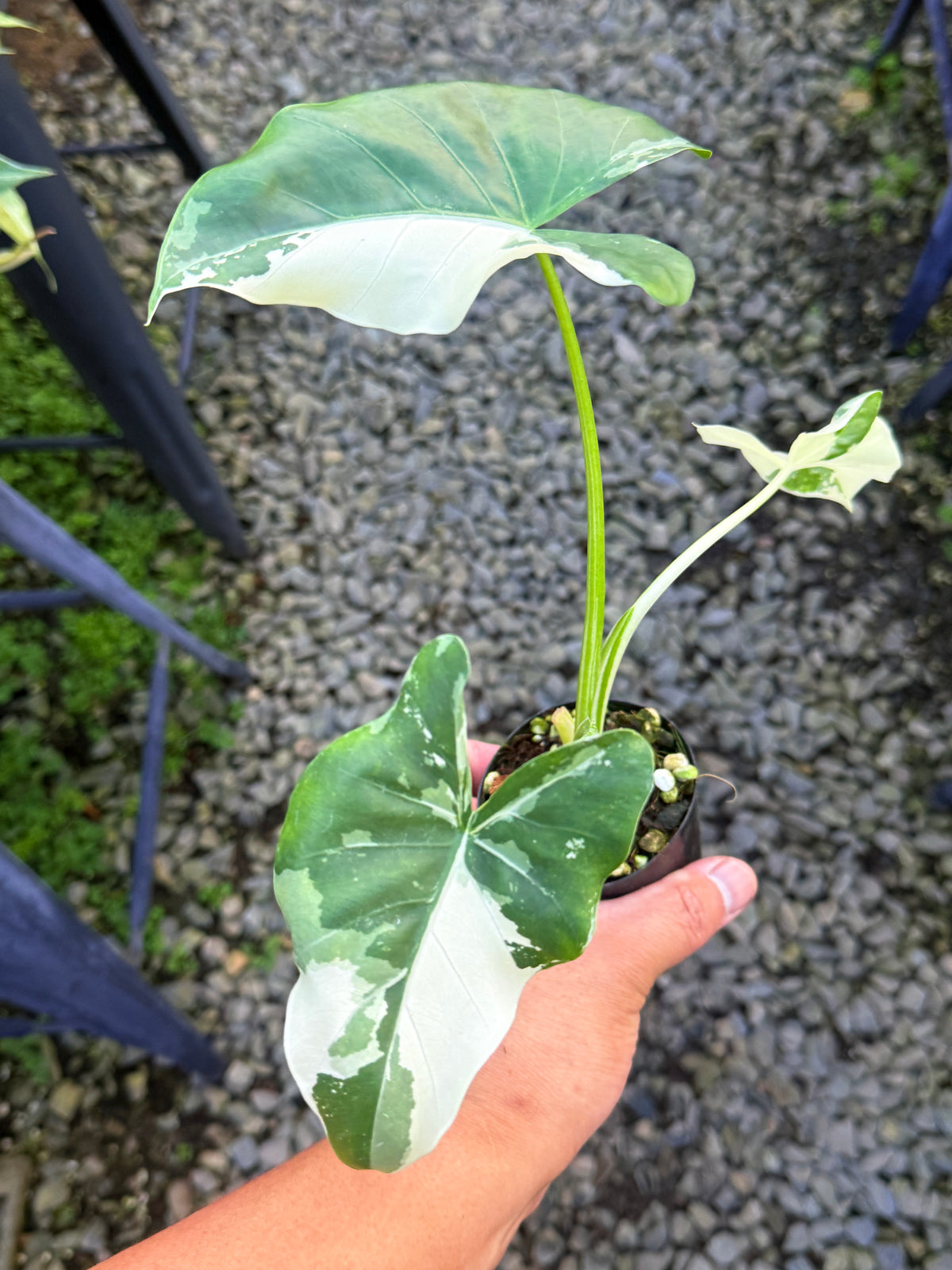 Alocasia 'Variegated Elephant Ears' T1