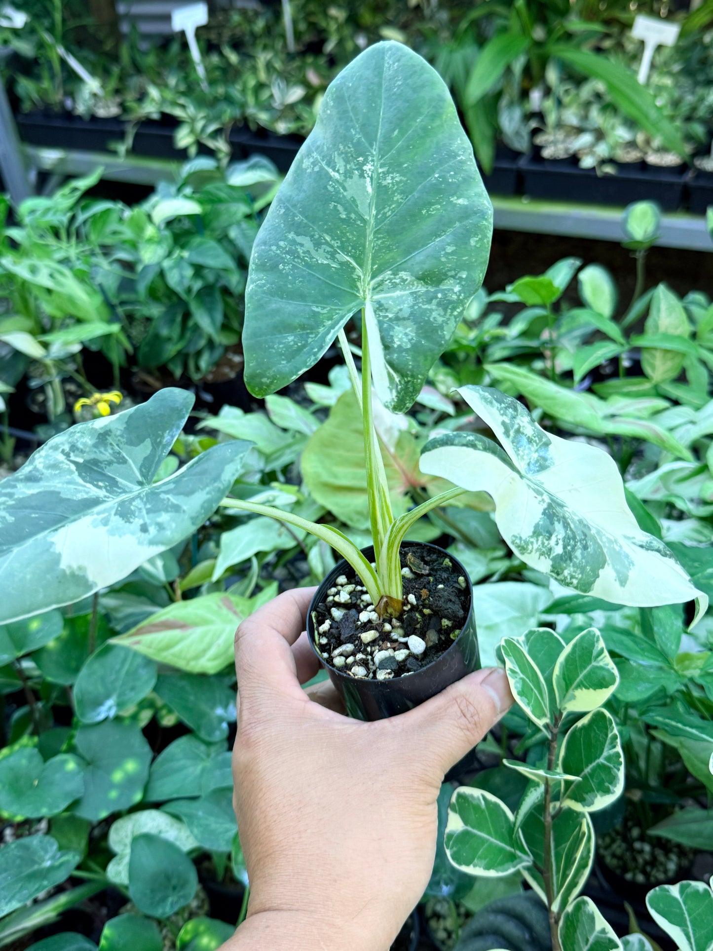 Alocasia macrorrhiza variegata 'Variegated Elephant Ears' M62
