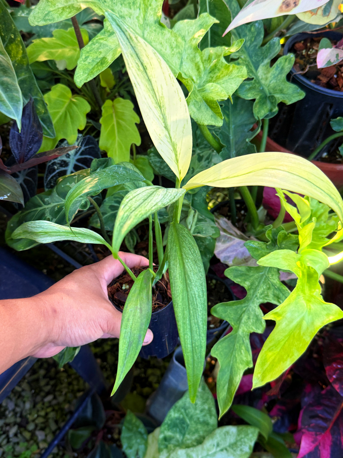 Epipremnum amplissimum 'Silver Variegata' S81
