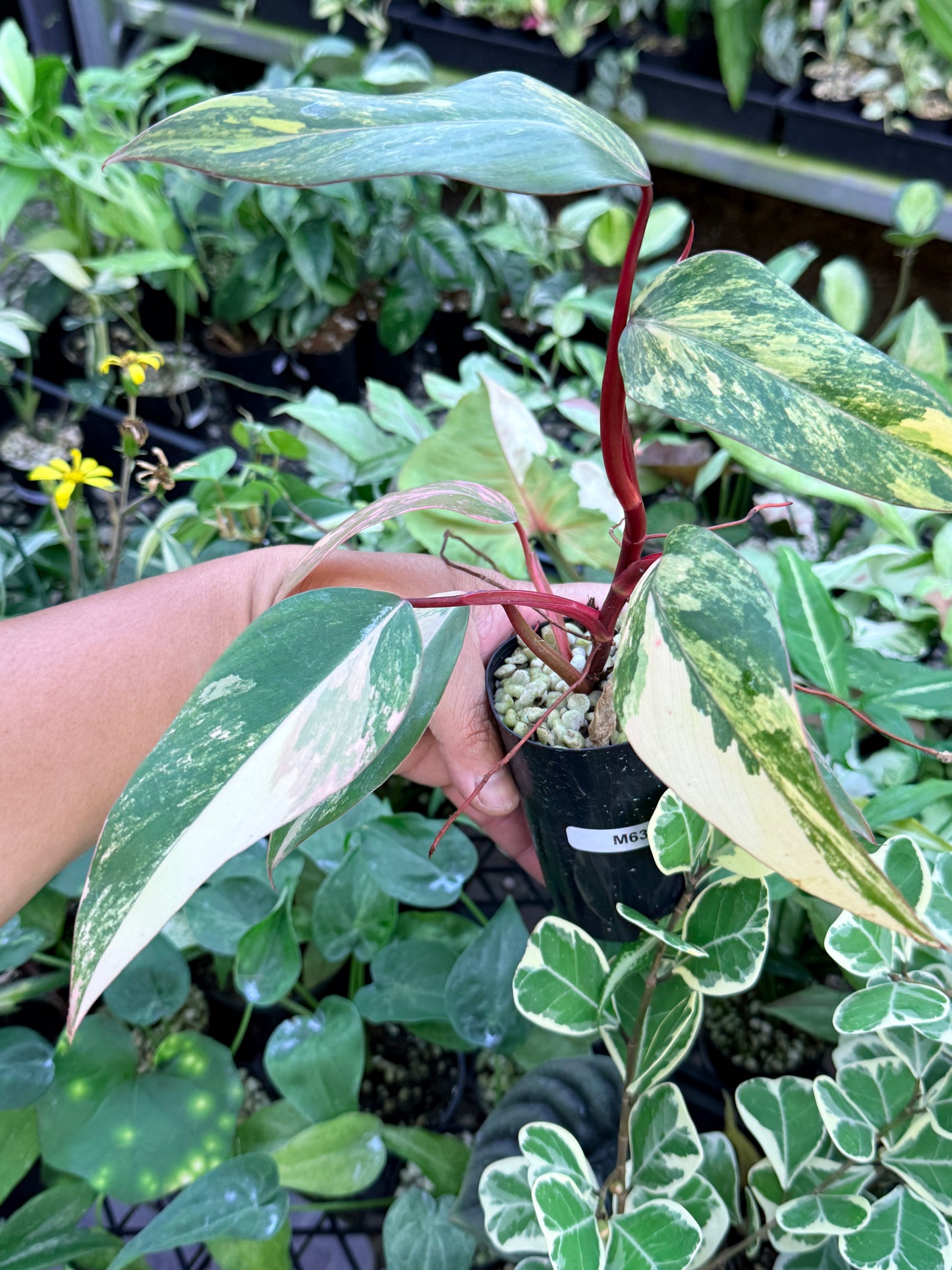 Philodendron 'Strawberry Shake' M63