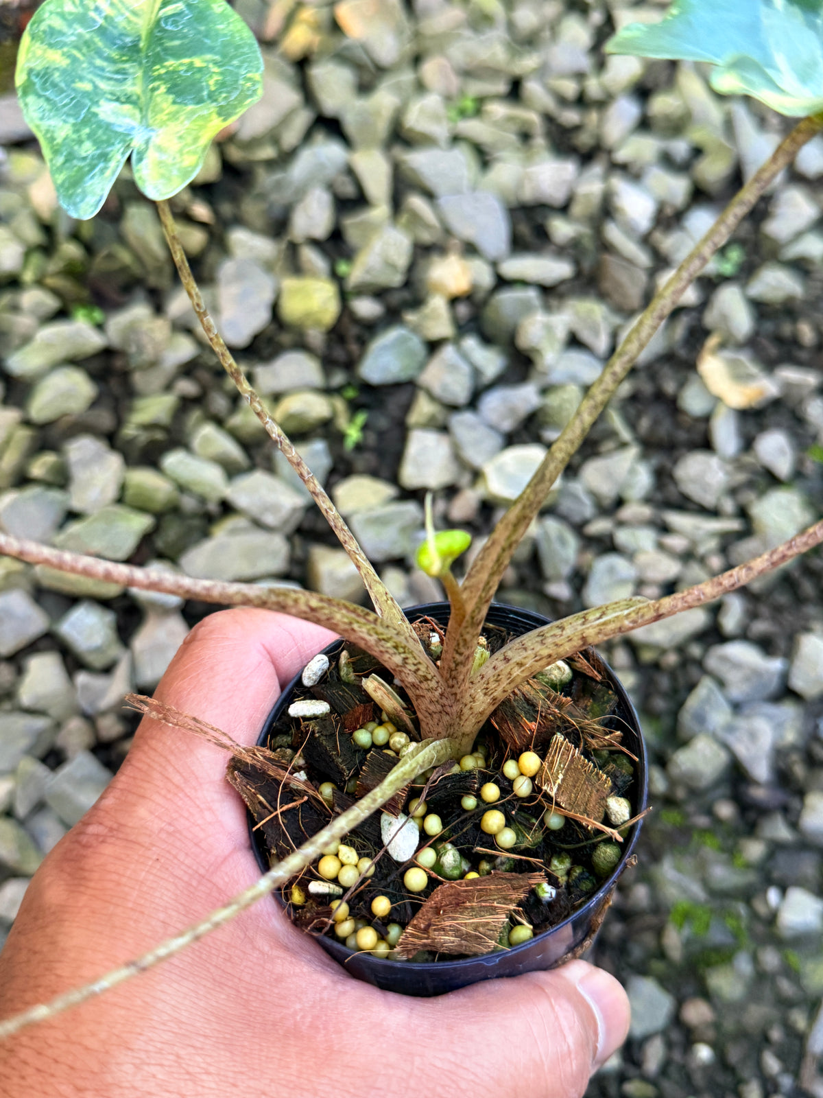 Alocasia macrorrhizos 'Stingray Aurea' Variegata S83