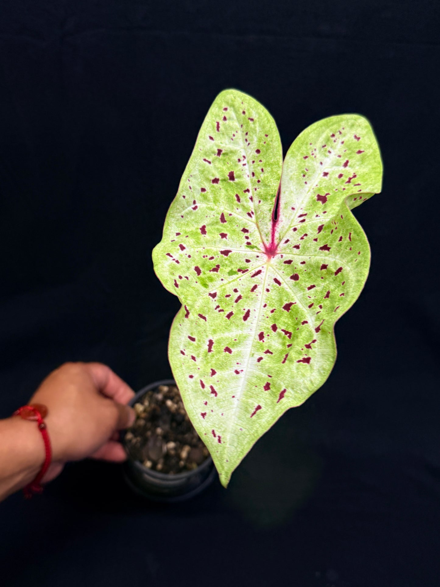 Caladium 'Miss Muffet' (Small) O3