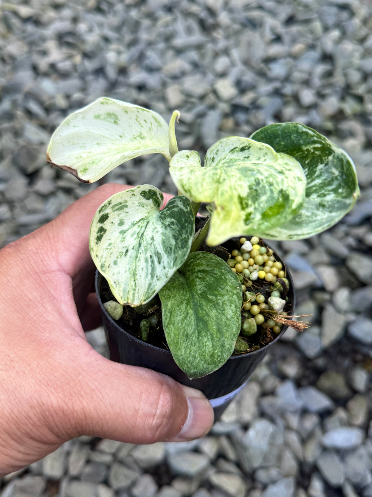 Scindapsus 'Jade Satin Marble' Variegata S40