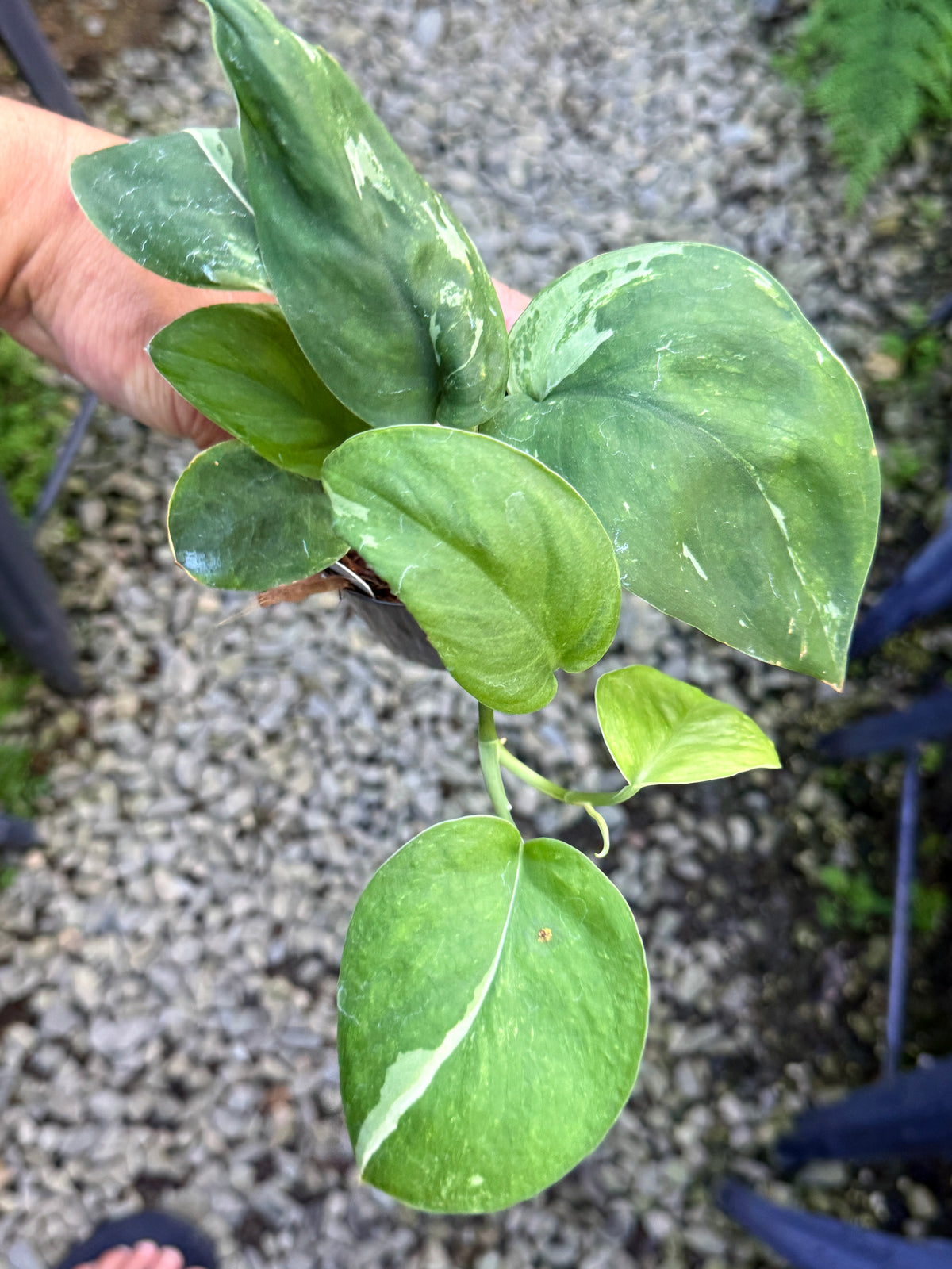 Scindapsus 'Pictus Silver Splash Variegata' S41