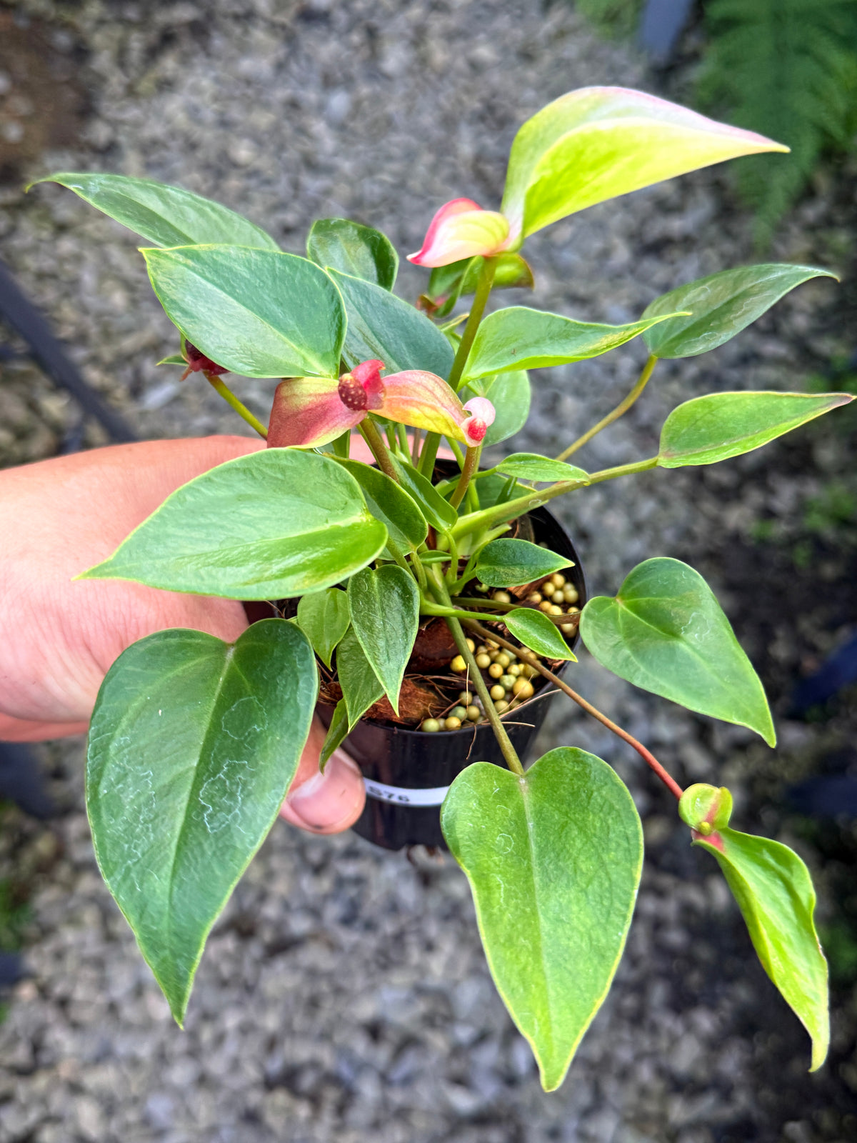 Anthurium 'Matata' S76
