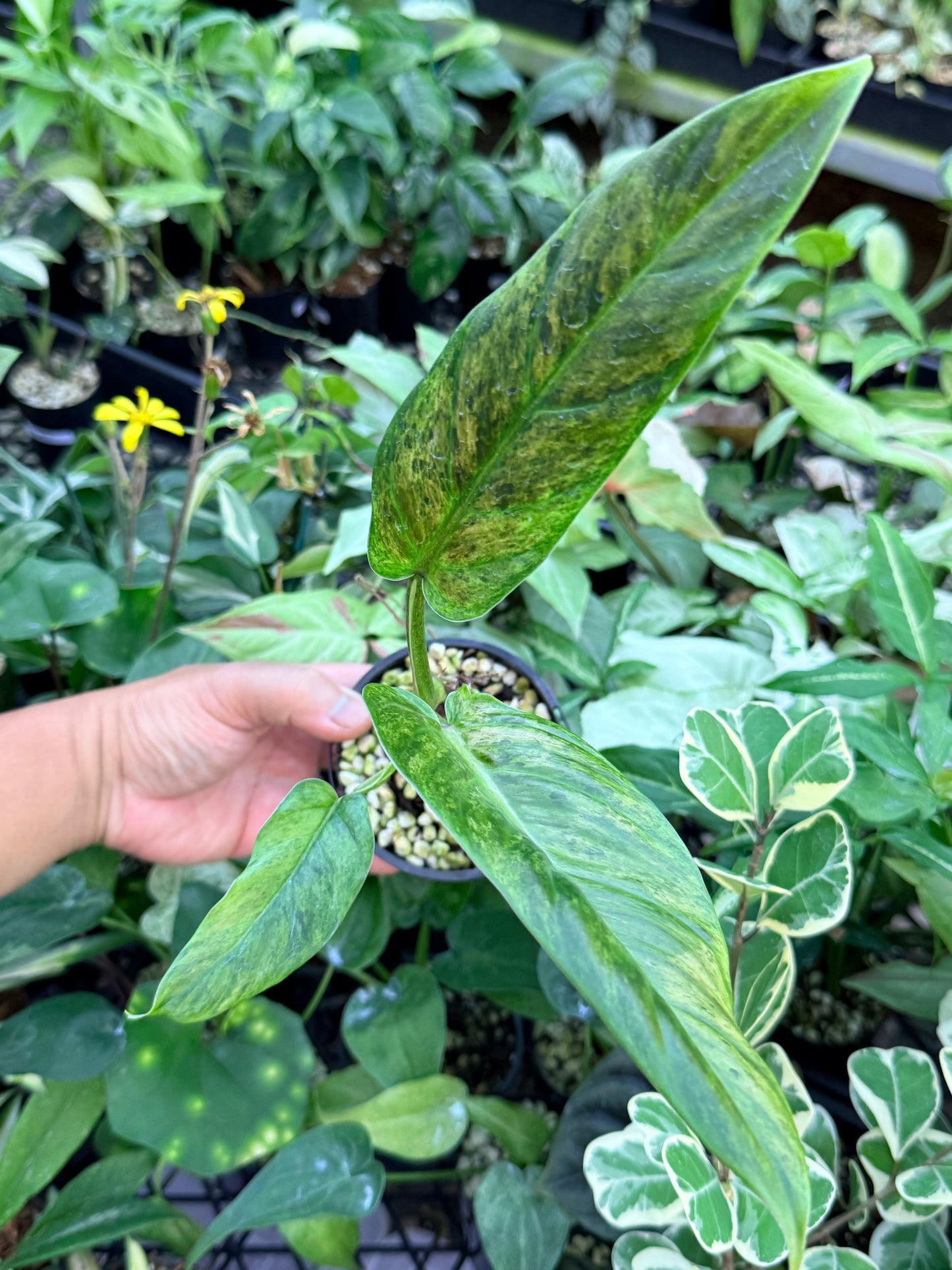 Philodendron 'Subhastatum' Variegata M64