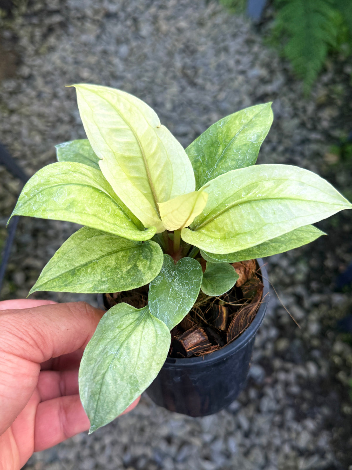 Anthurium Hookeri Variegata No.1 S80