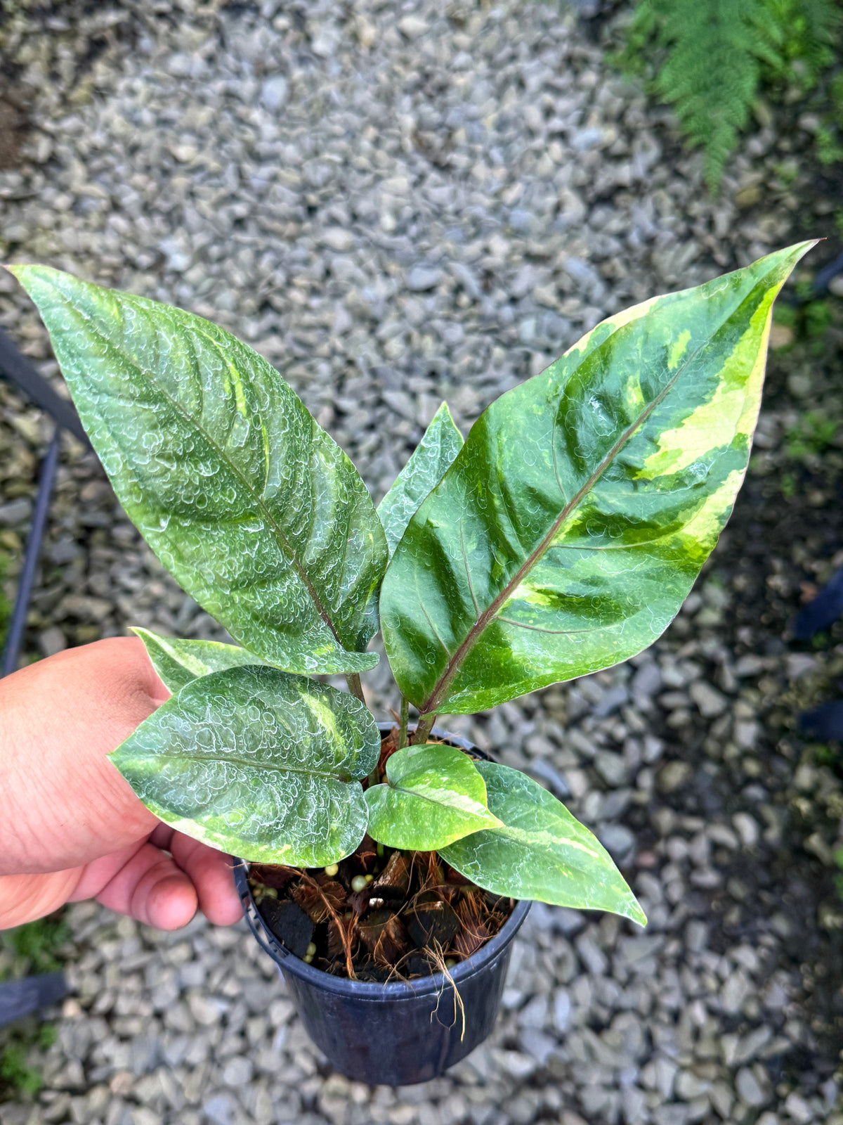 Anthurium Hookeri Variegata No. 3 S79