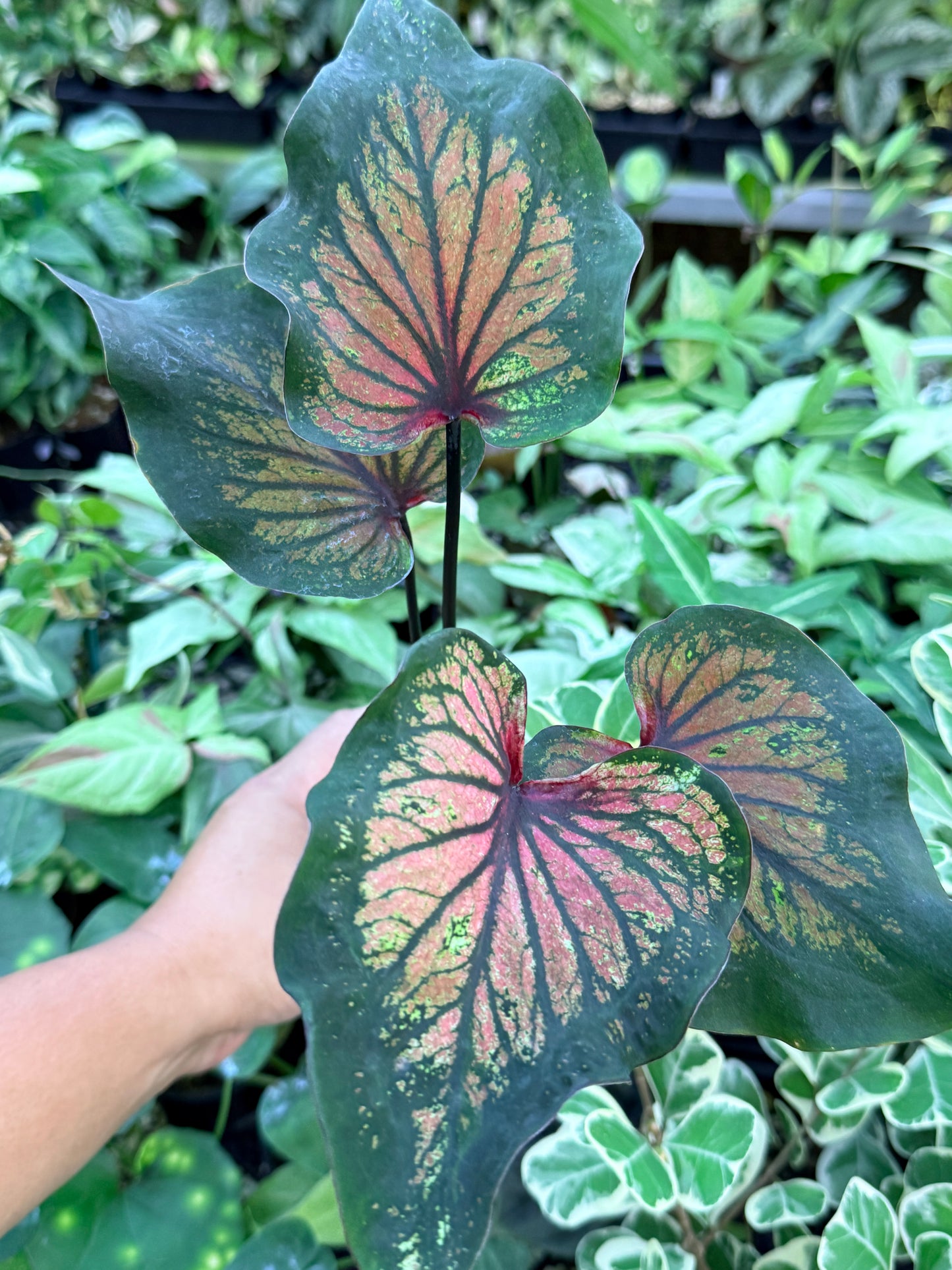 Caladium Hybrid M66