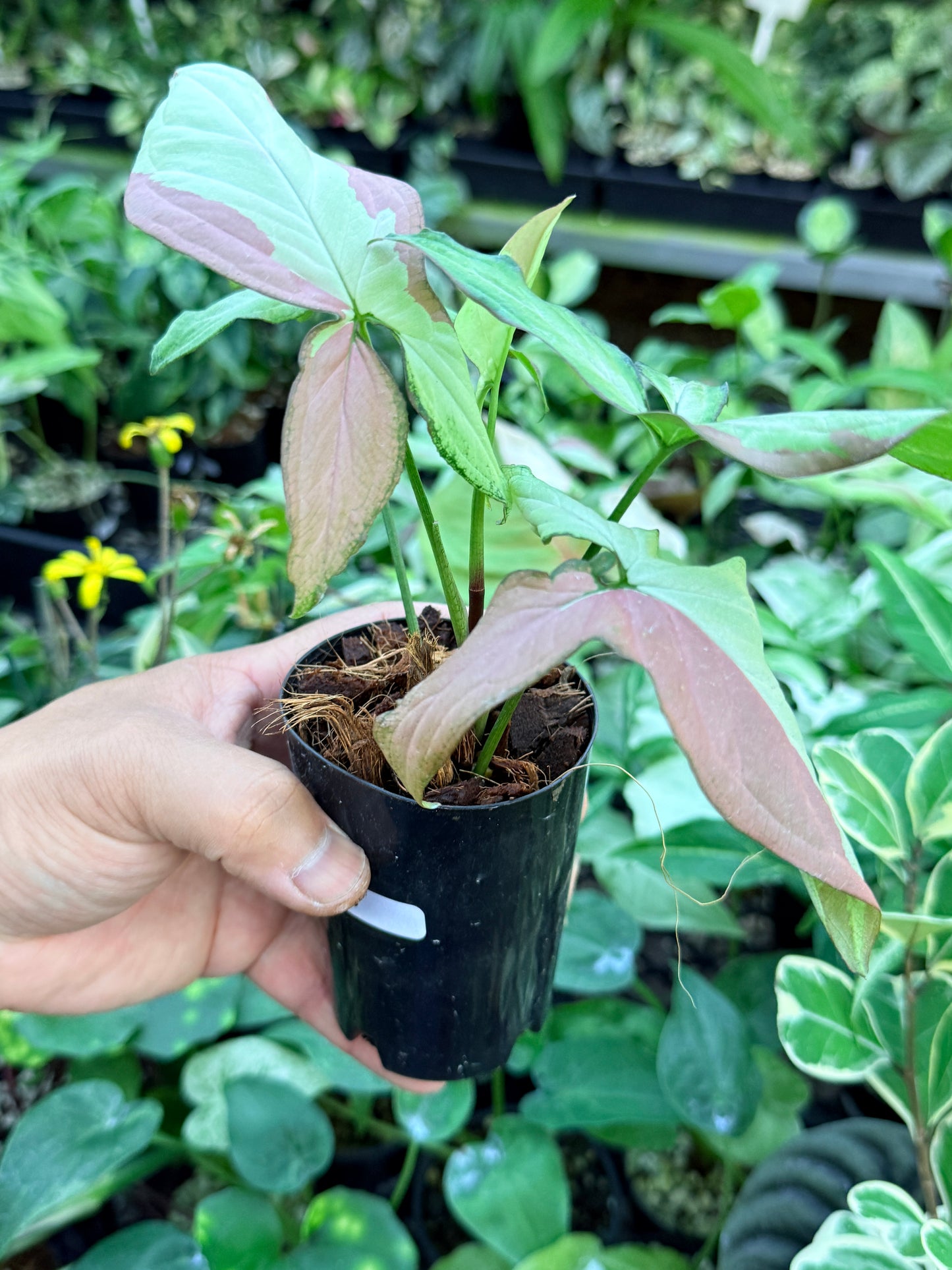 Syngonium 'Strawberry Milk' M70