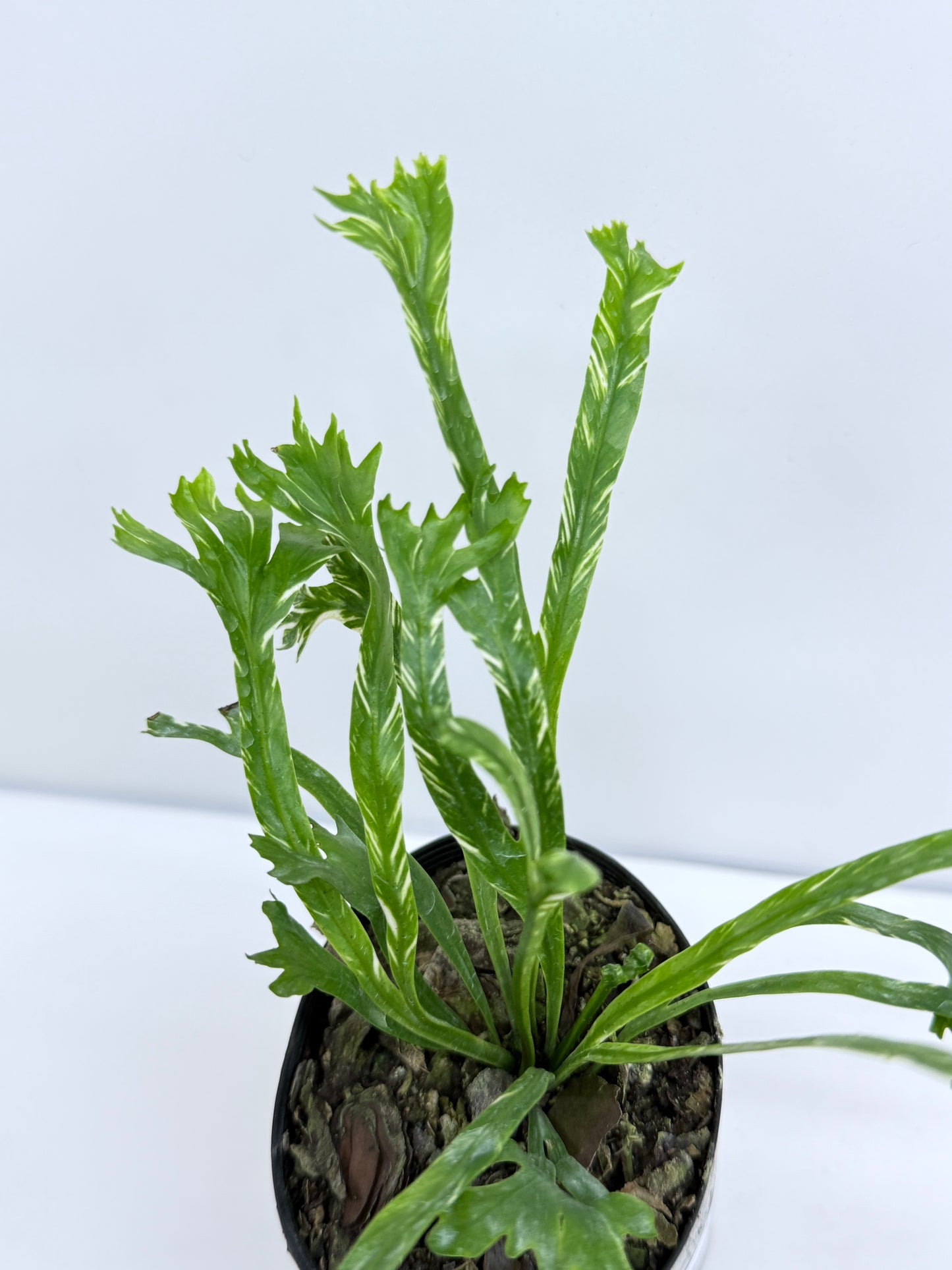 Asplenium Nidus Variegata - Best Pick of the Crop!