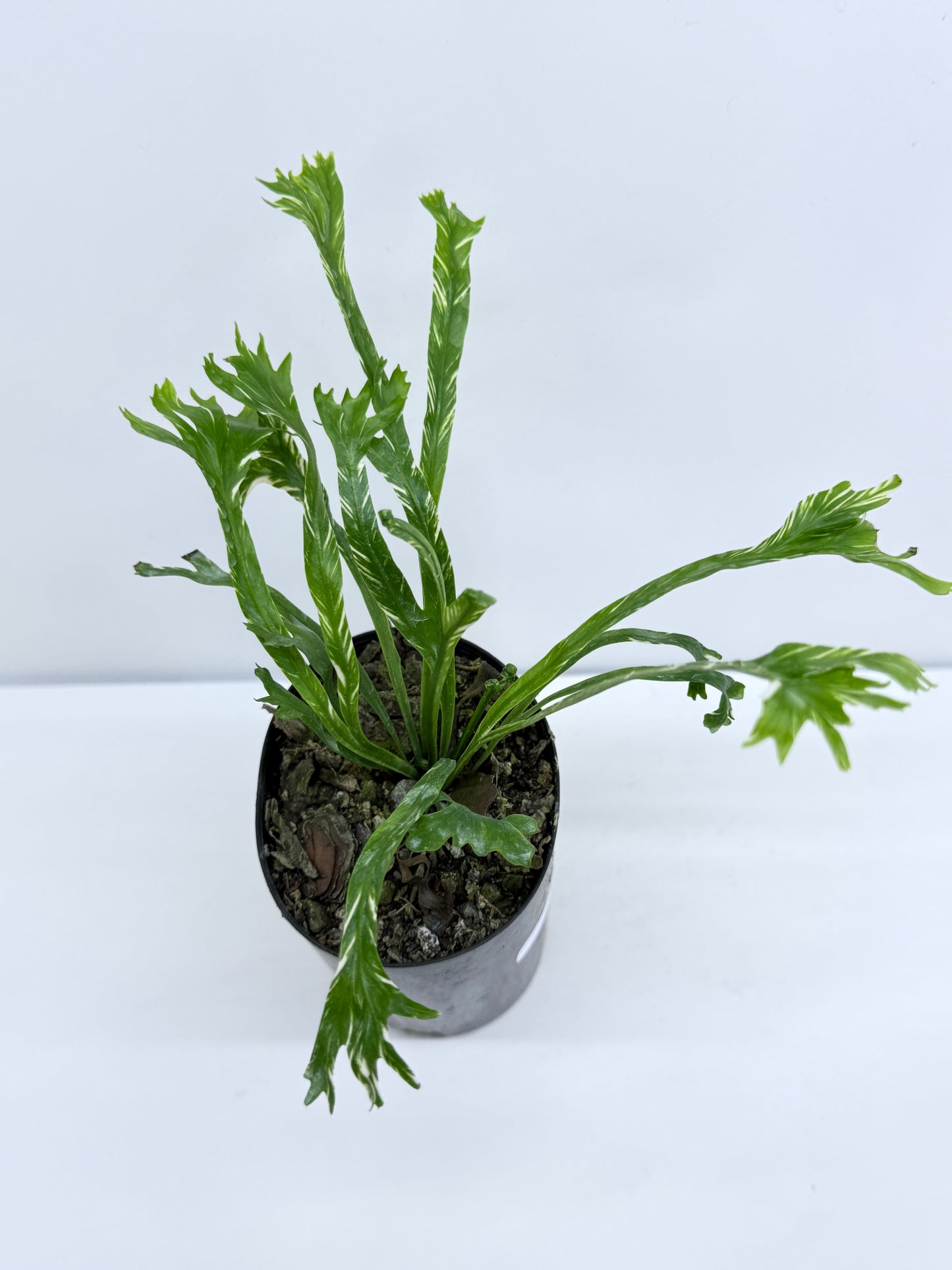 Asplenium Nidus Variegata - Rarely Offered T40