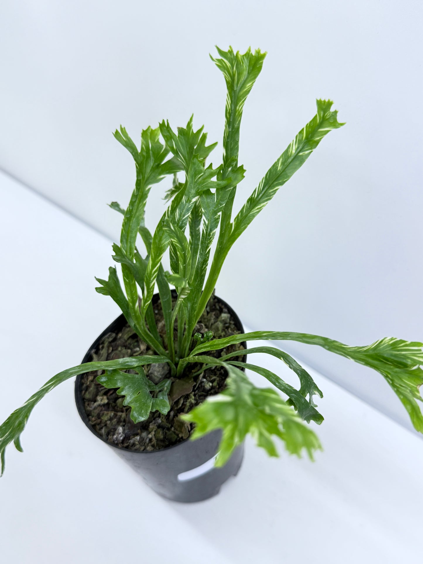 Asplenium Nidus Variegata - Rarely Offered T40