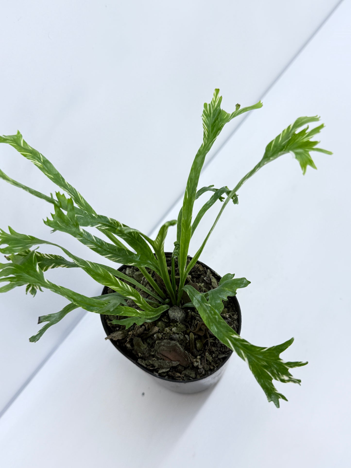 Asplenium Nidus Variegata - Rarely Offered T40