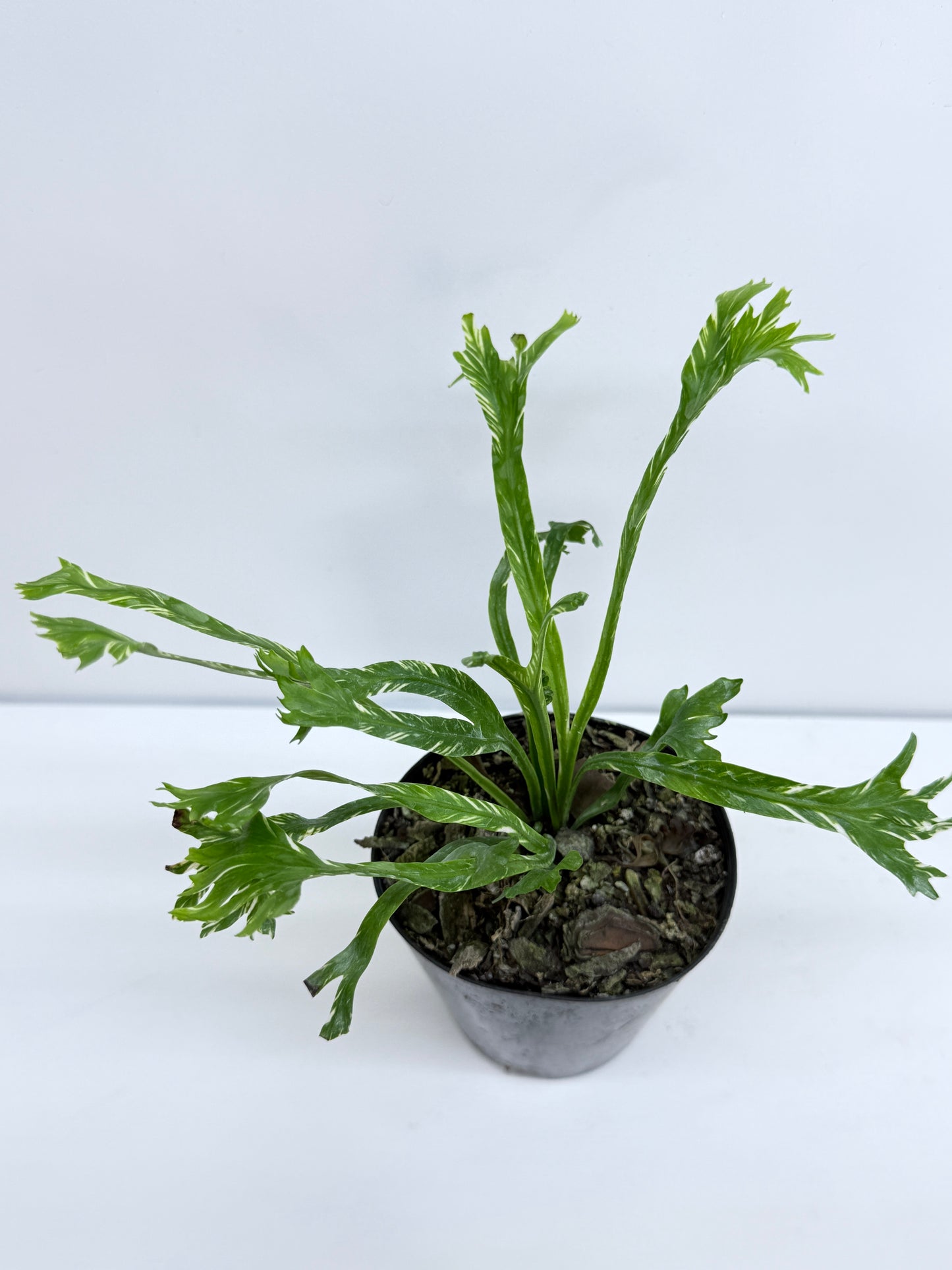Asplenium Nidus Variegata - Best Pick of the Crop!