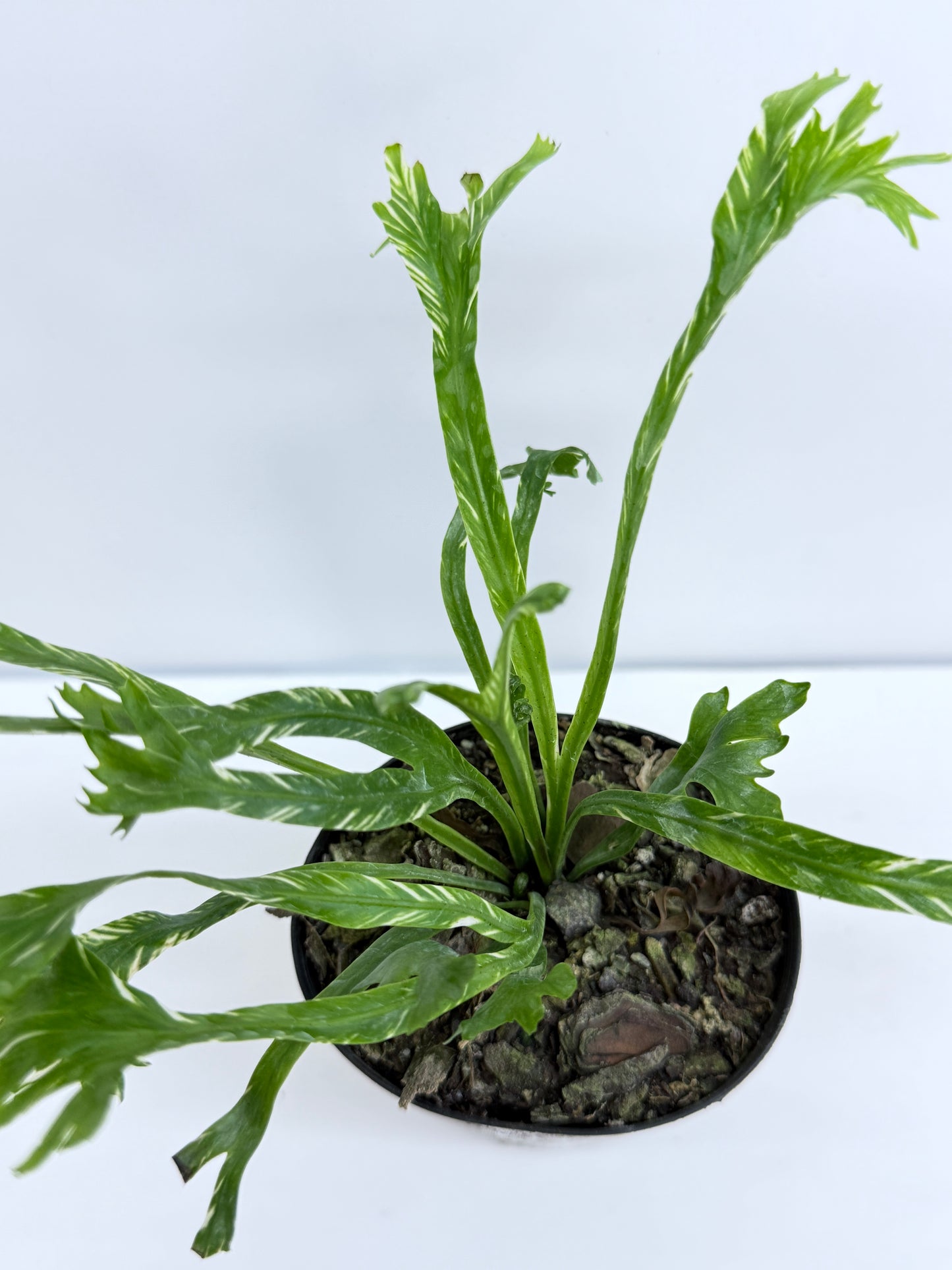 Asplenium Nidus Variegata - Best Pick of the Crop!
