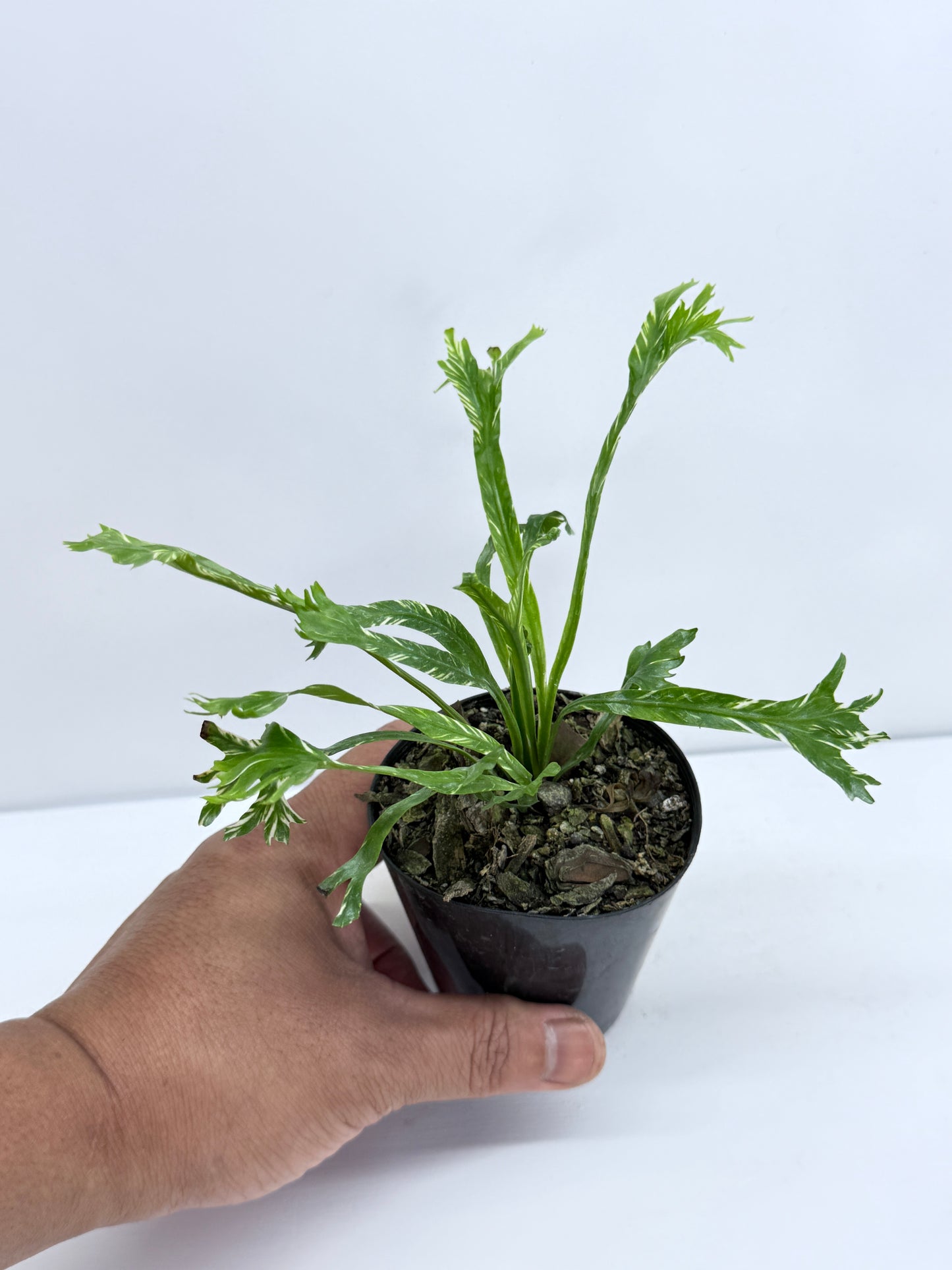Asplenium Nidus Variegata - Rarely Offered T40