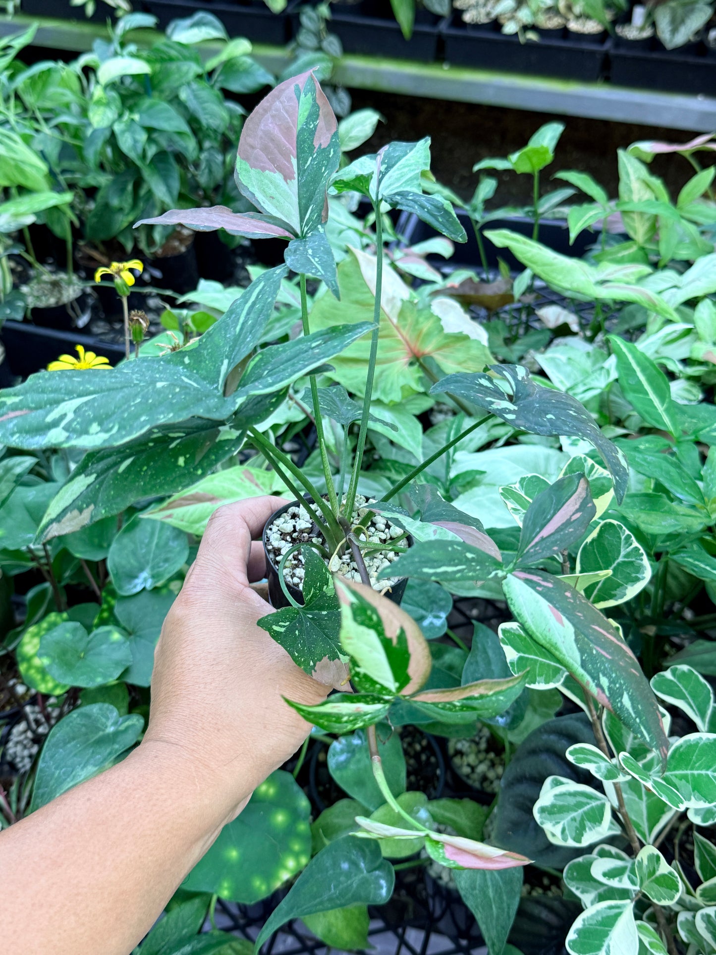 Syngonium 'Red Spot Tricolor' M75