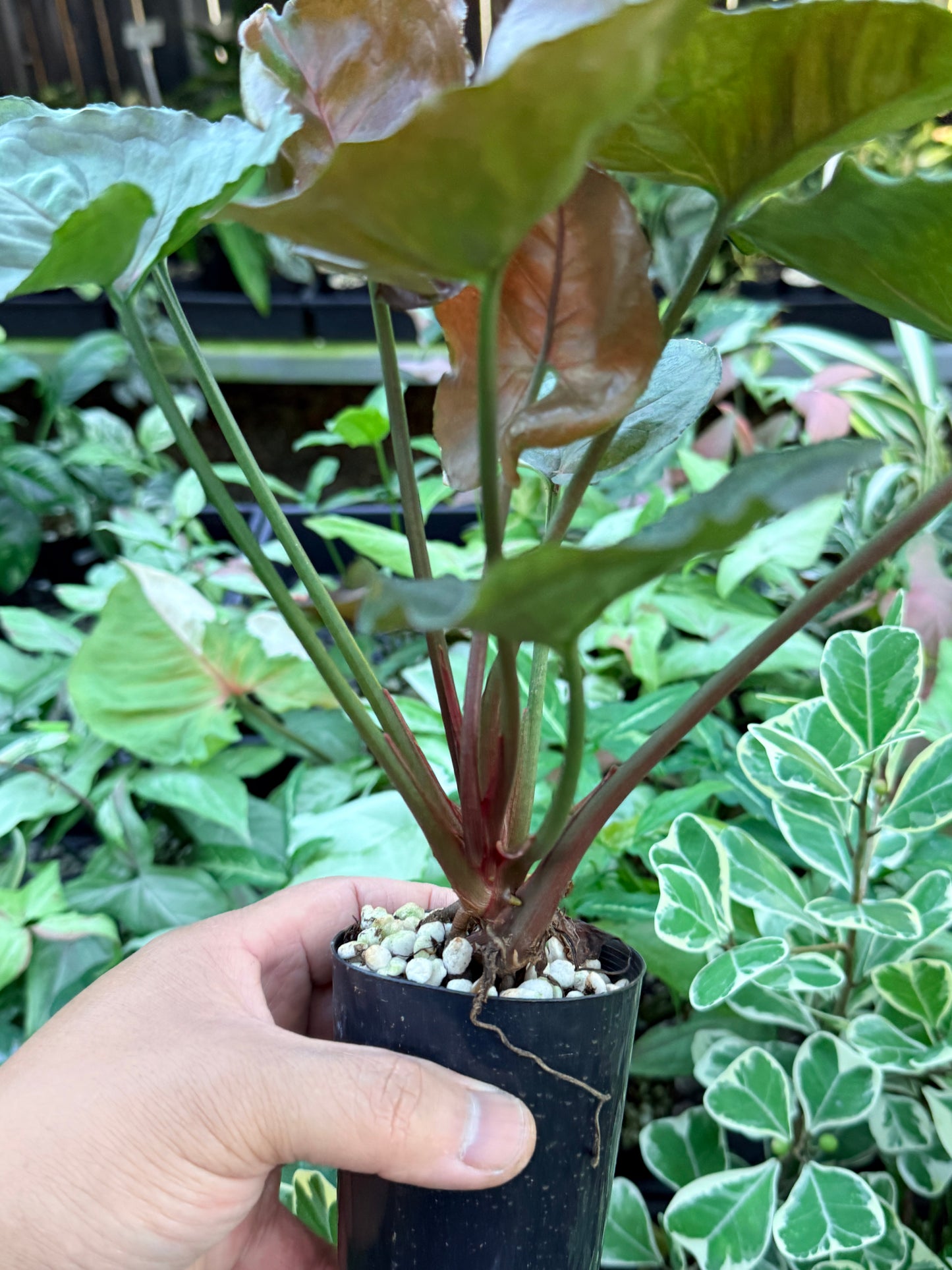 Syngonium 'Strawberry Ice' M71