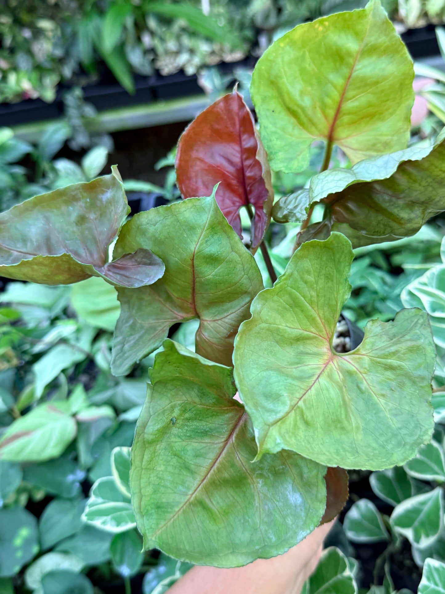 Syngonium 'Strawberry Ice' M65