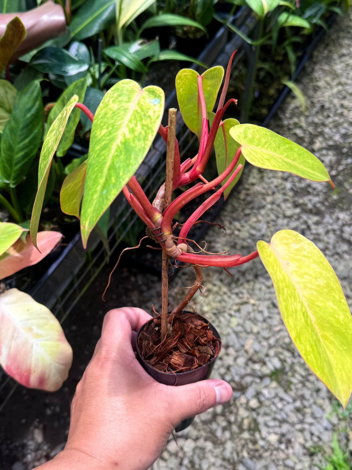 Philodendron 'Painted Lady' F69