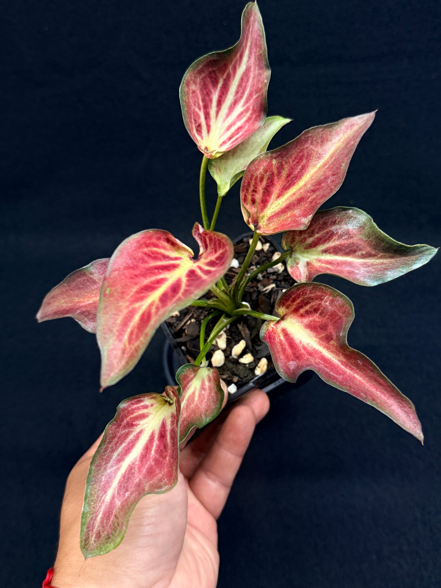 Caladium Hybrid G63