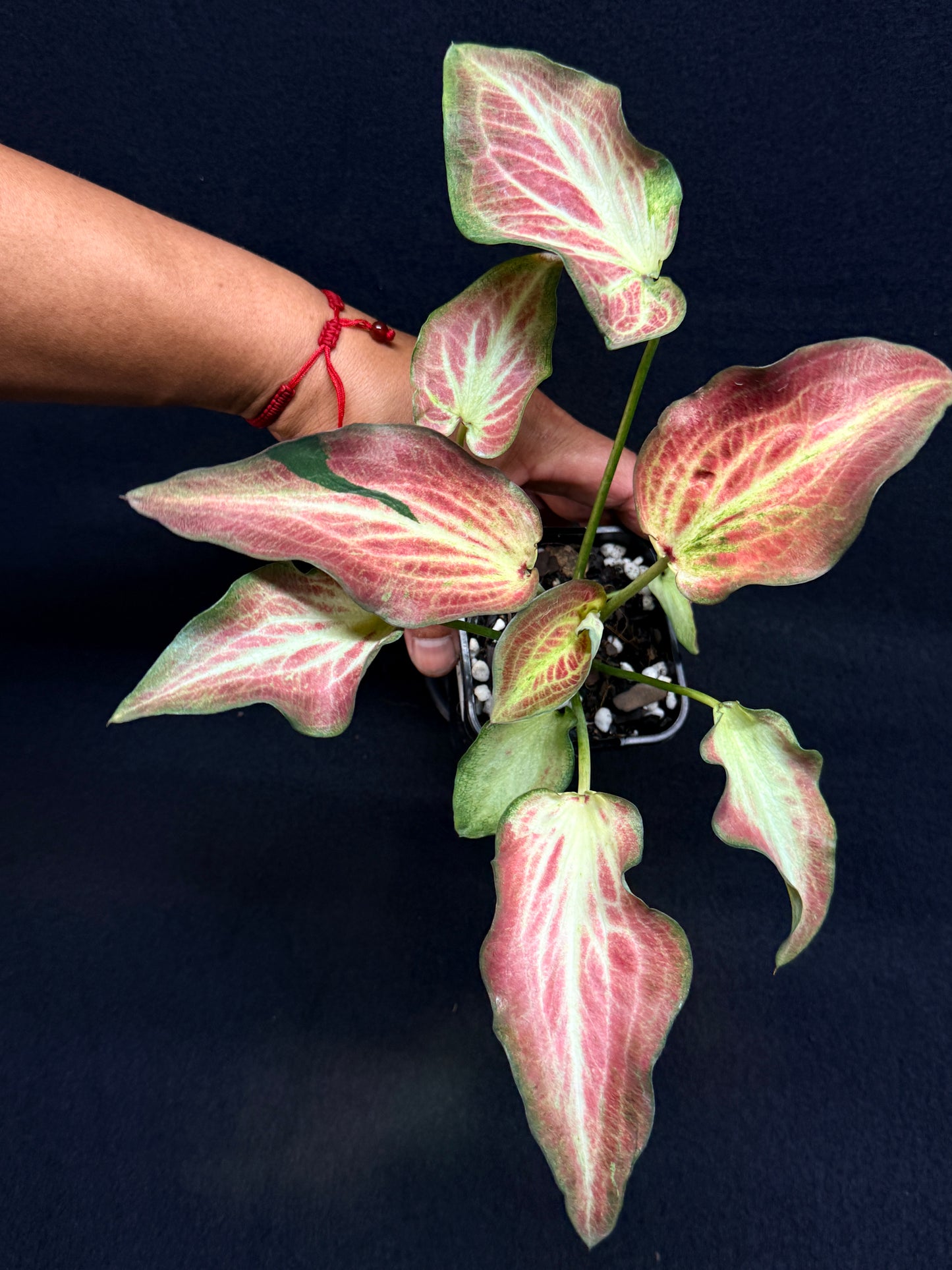 Caladium Hybrid G71