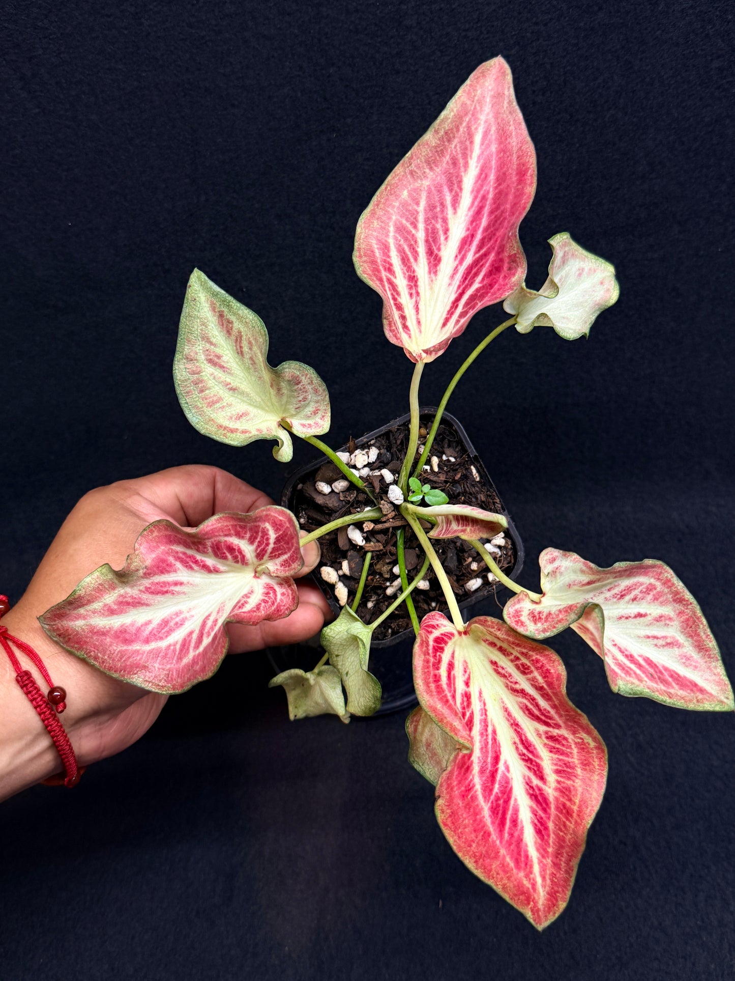 Caladium Hybrid G68