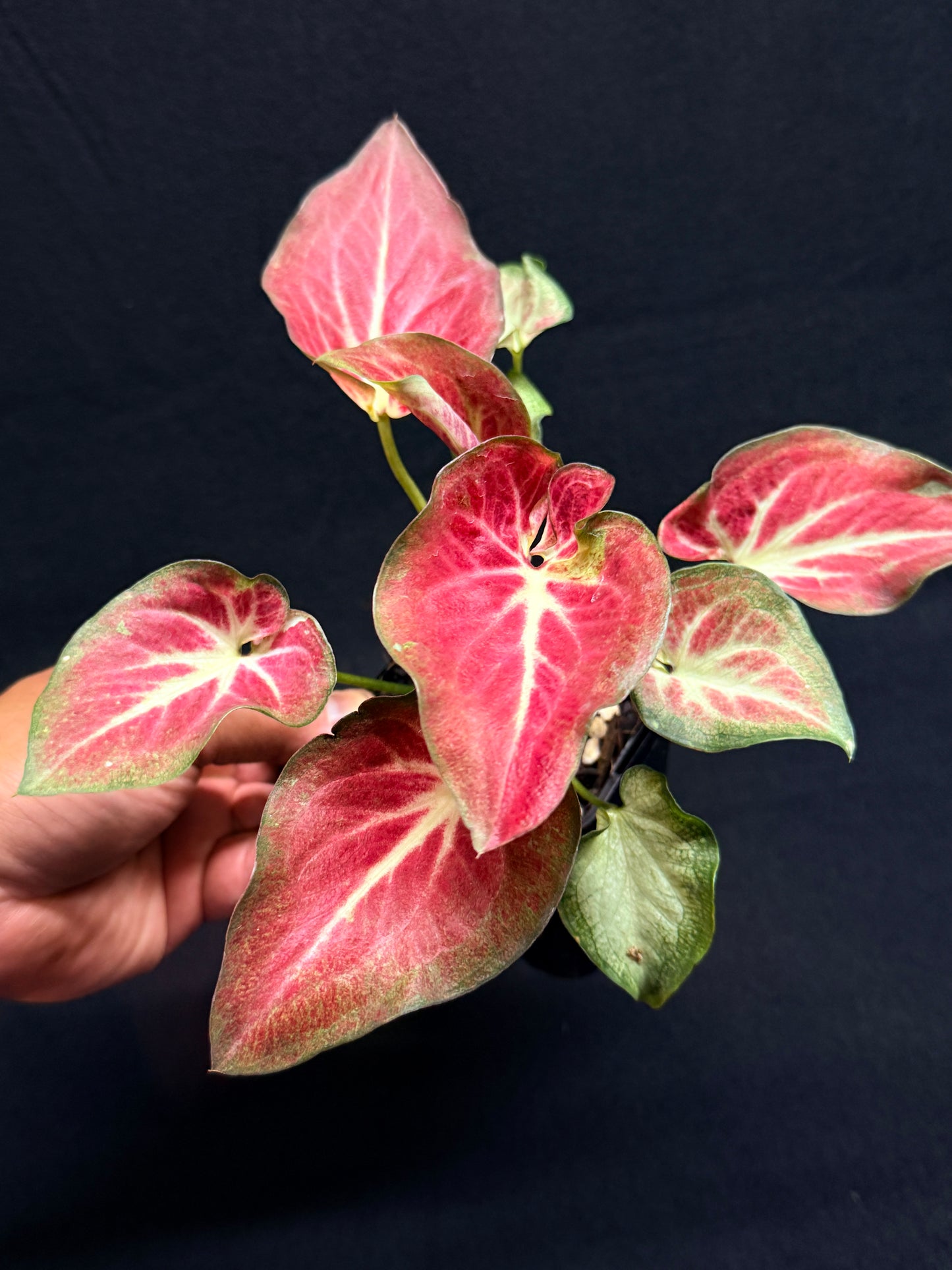 Caladium Hybrid G64