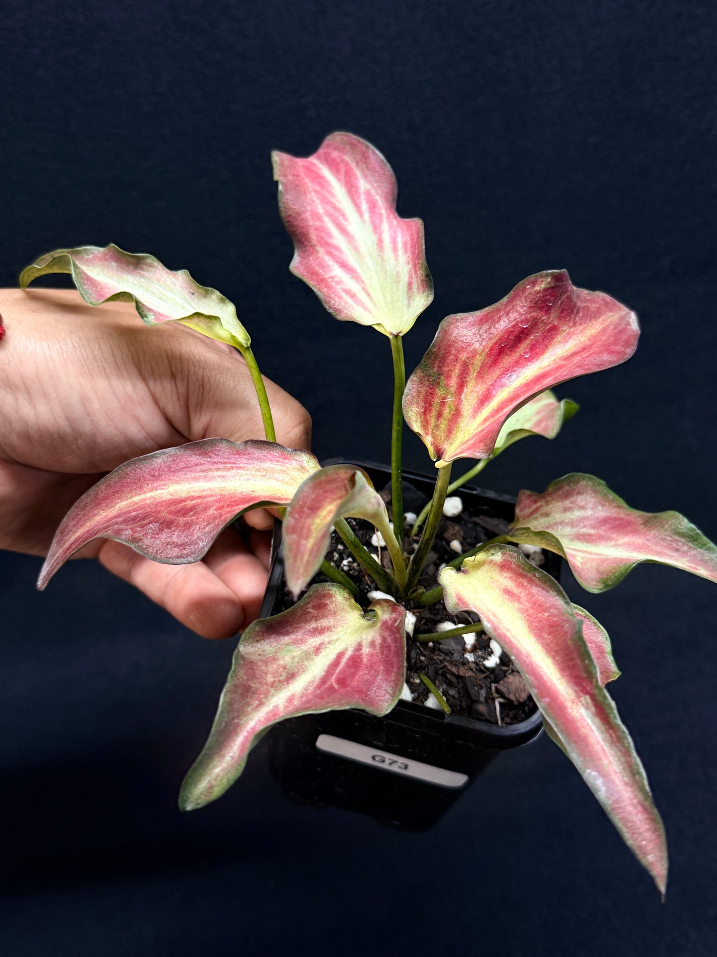 Caladium Hybrid G73