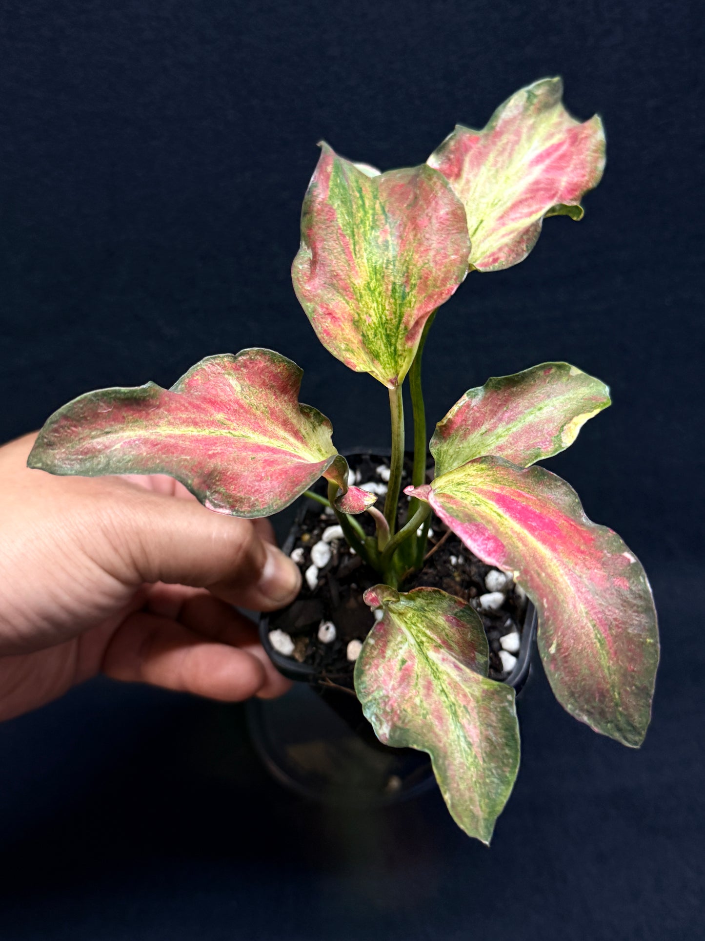Caladium Hybrid G69
