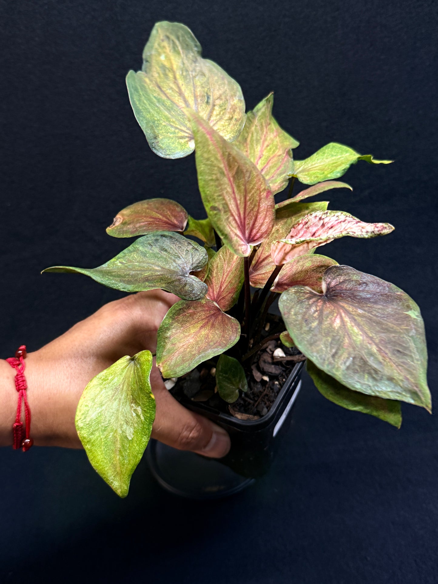 Caladium Hybrid G72