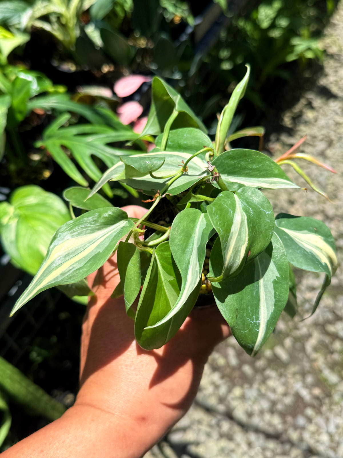 Philodendron 'Rio' L1