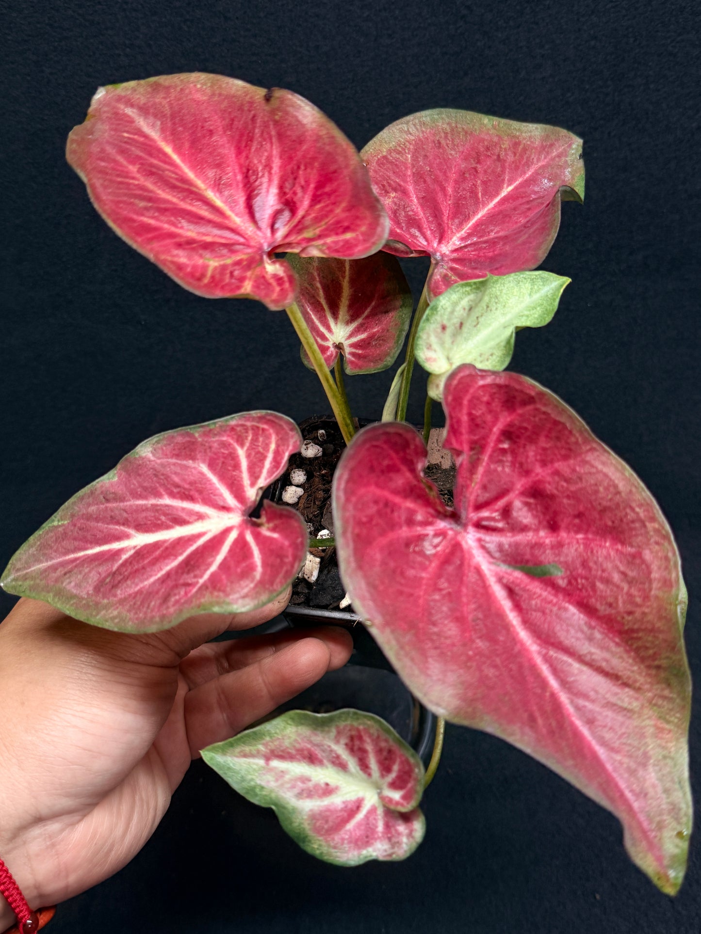 Caladium Rich of Thai H2