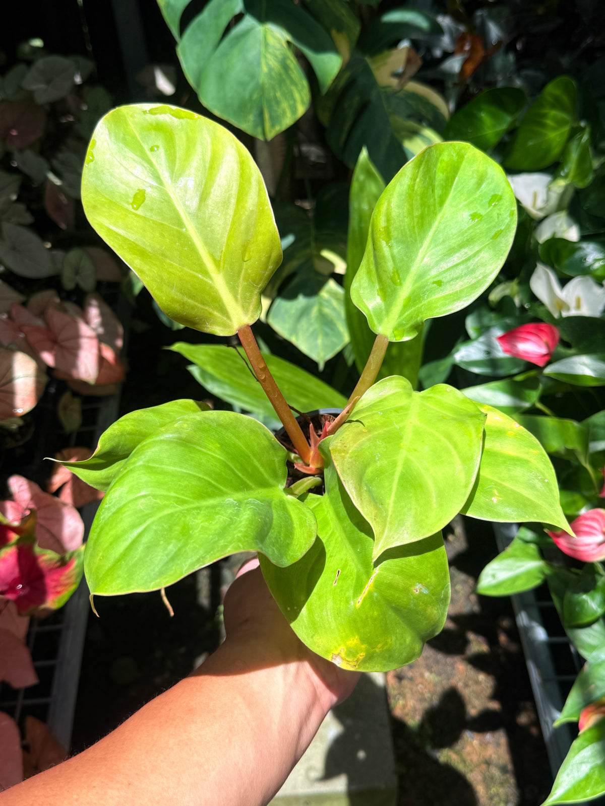 Philodendron 'Melinonii Gold' T24