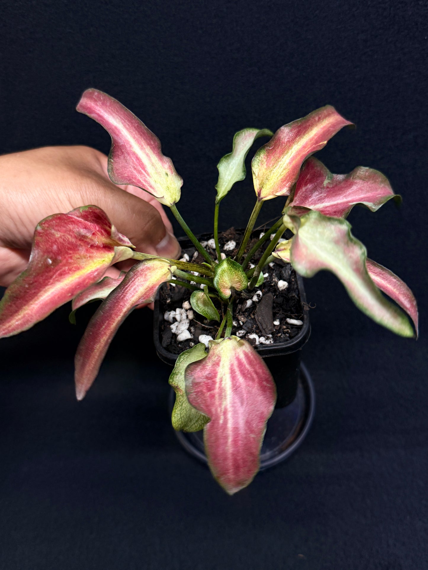Caladium Hyrid H18
