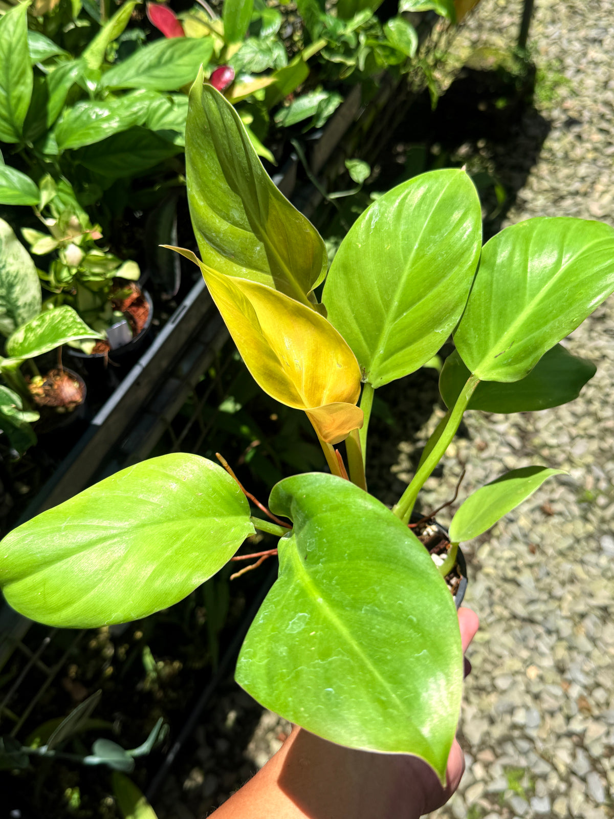 Philodendron 'Melinonii Gold' T22