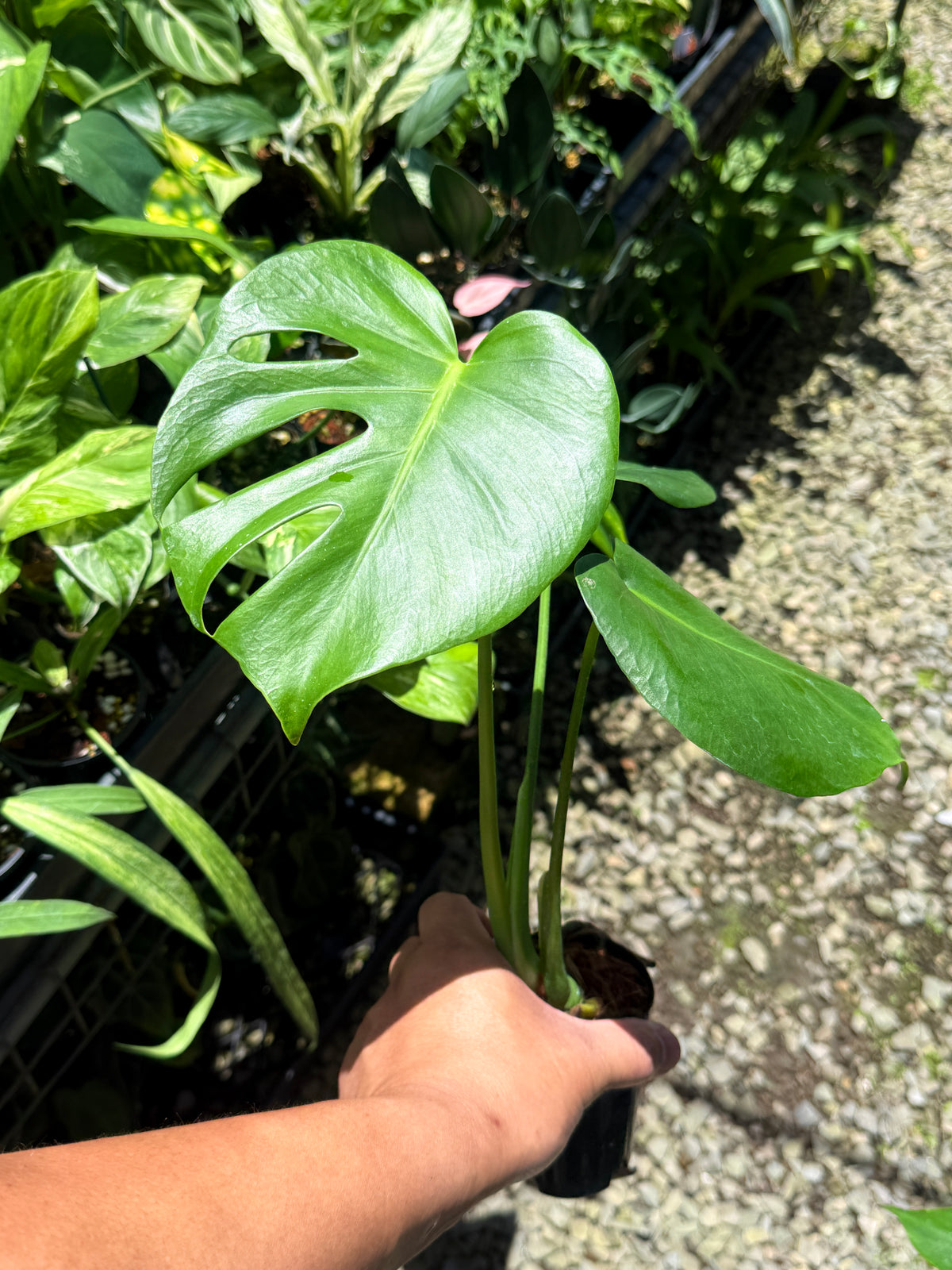 Monstera deliciosa Q23