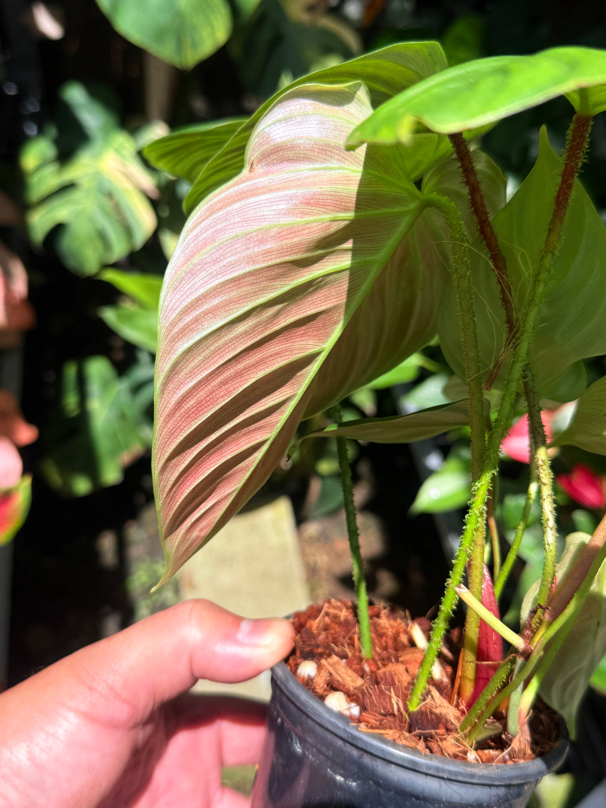 Philodendron 'Fuzzy Petiole' T18