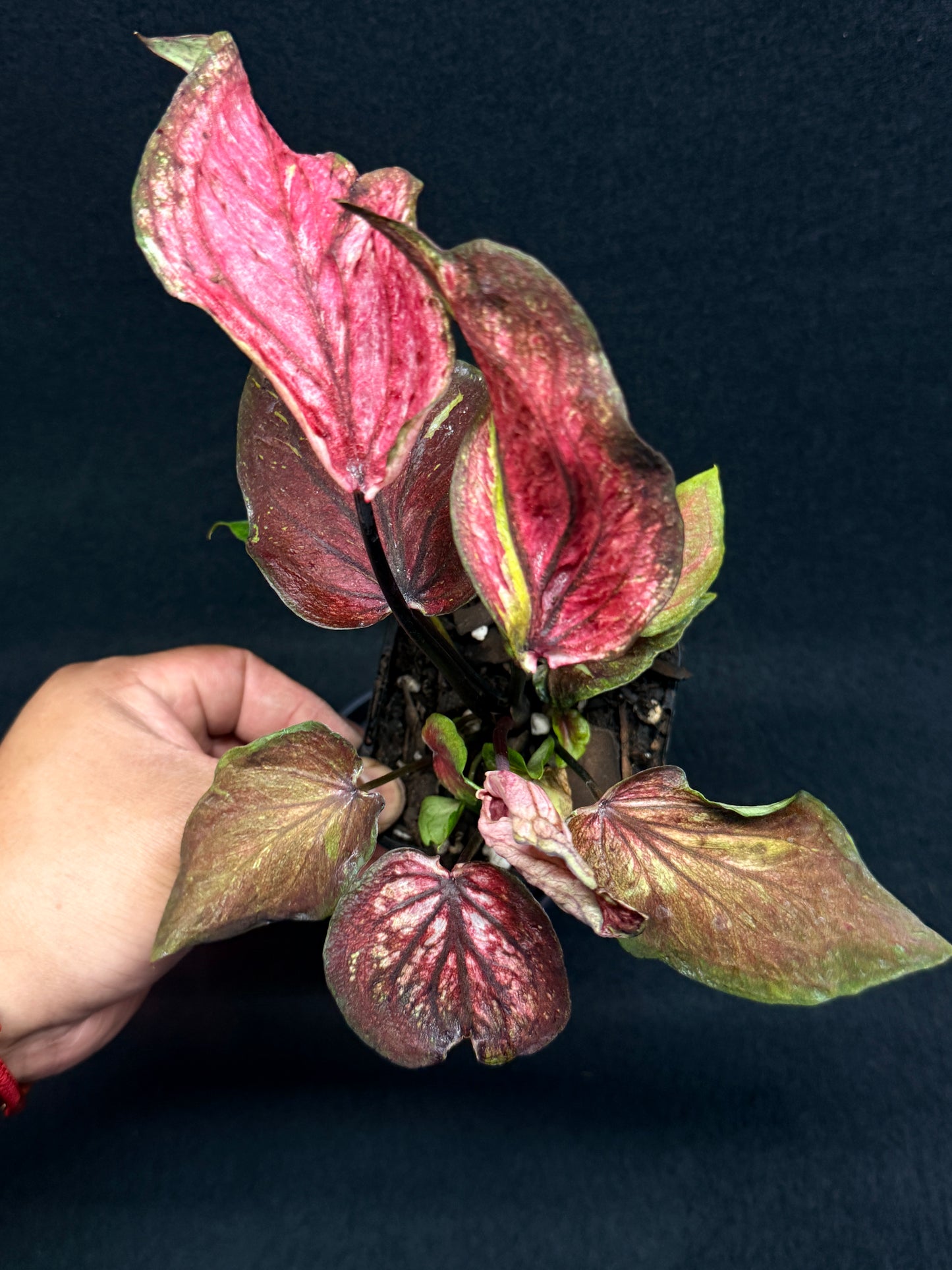 Caladium Hyrid H4