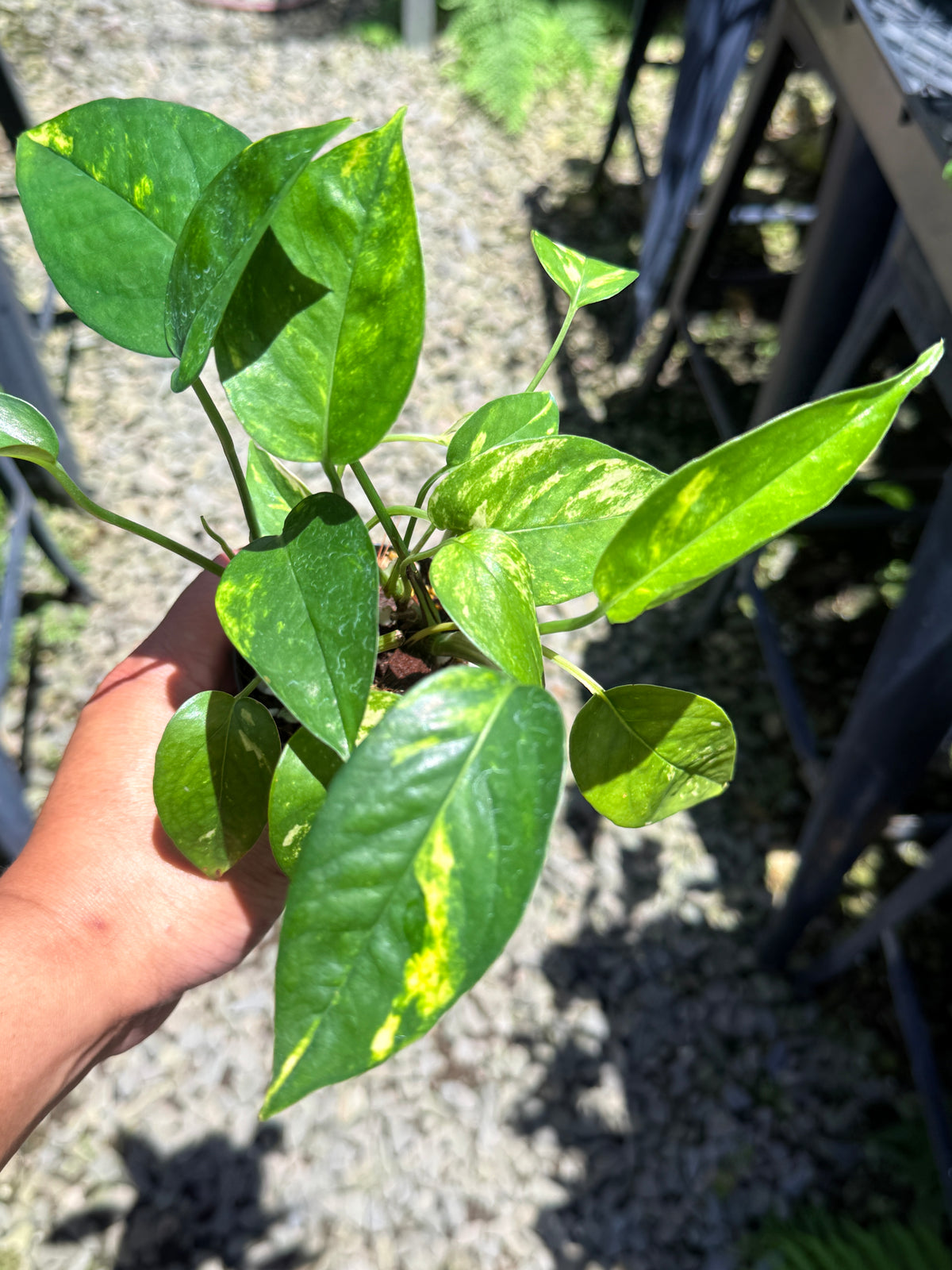 Epipremnum pinnatum 'Yellow Flame' T36
