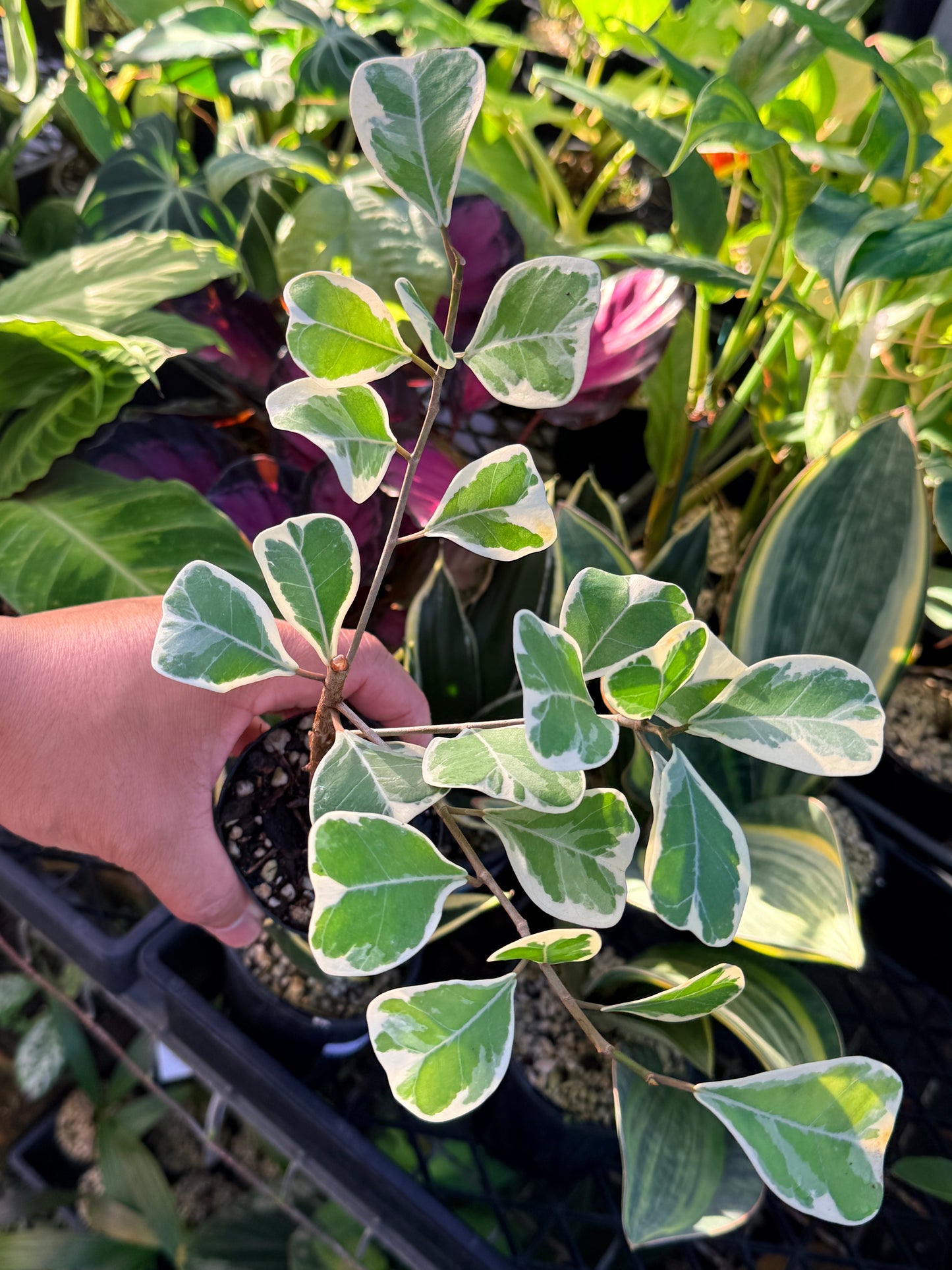 Ficus Triangularis Variegata 'Sweetheart Fig' P40