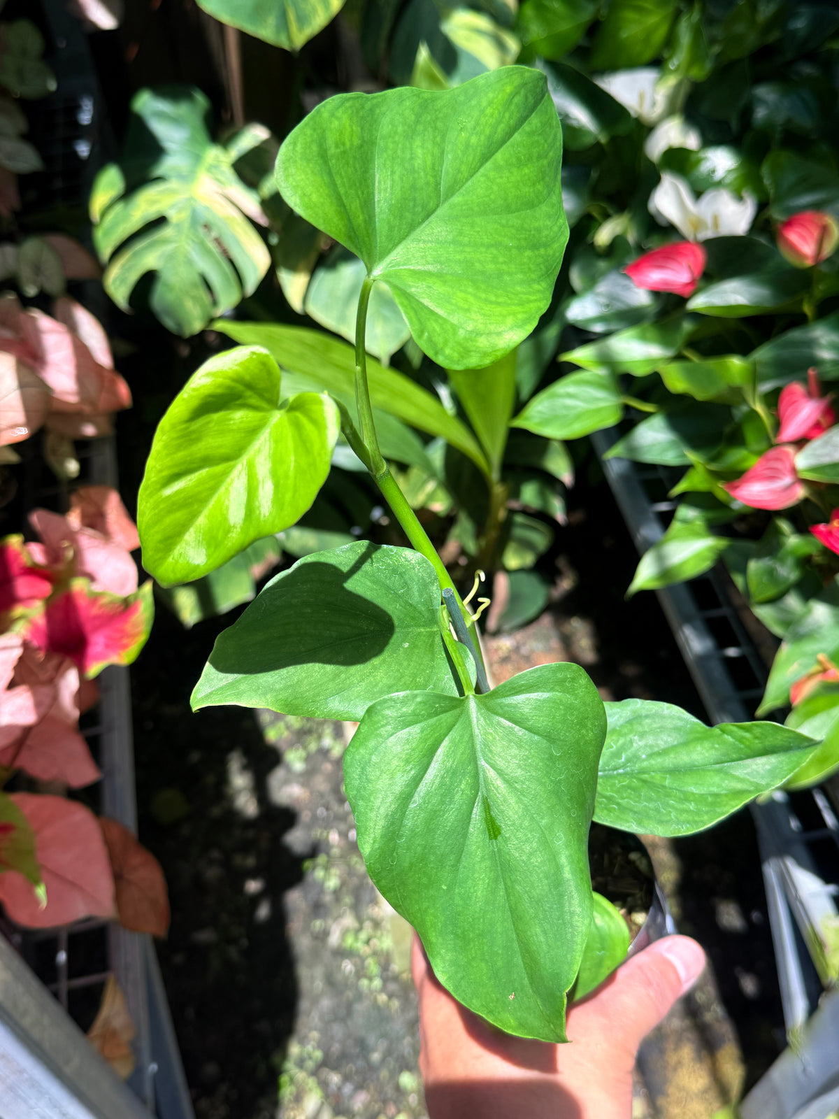 Philodendron 'Jacquinii' T12
