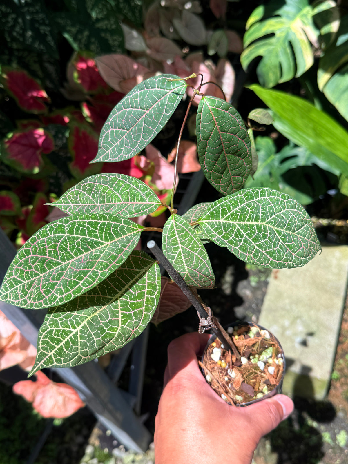 Prestonia Quinquangularis 'Dogbane' M32
